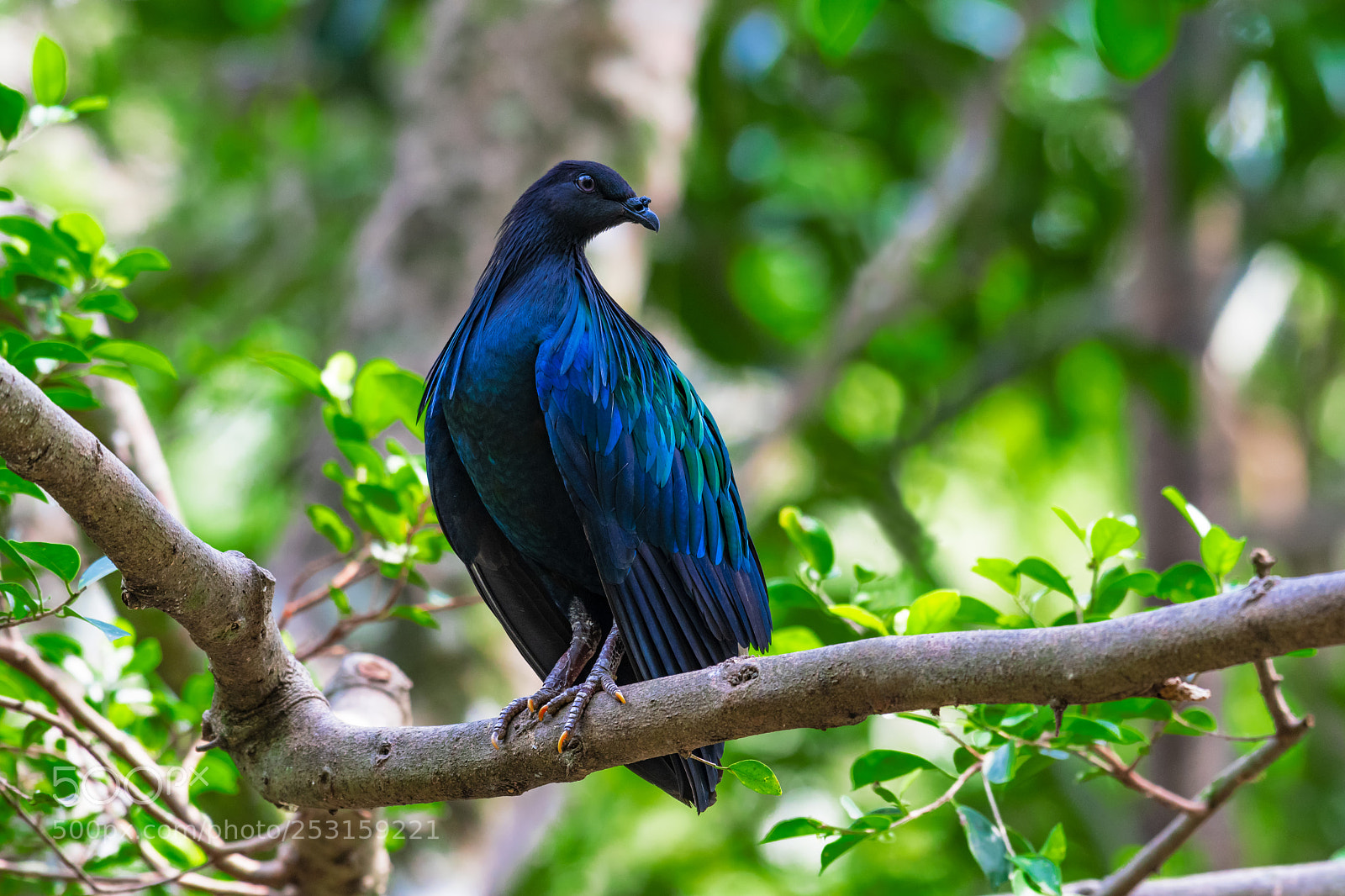 Nikon D500 sample photo. Nicobar pigeon photography