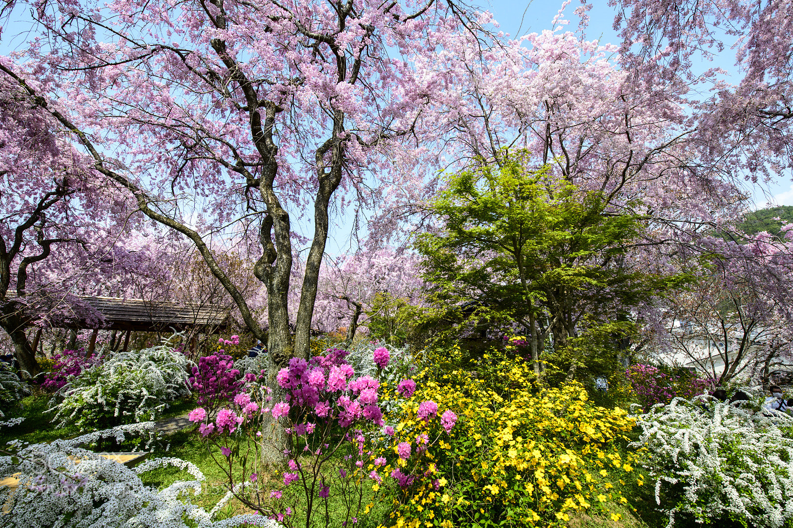 Nikon D850 sample photo. Haradani-en (原谷苑) sakura photography