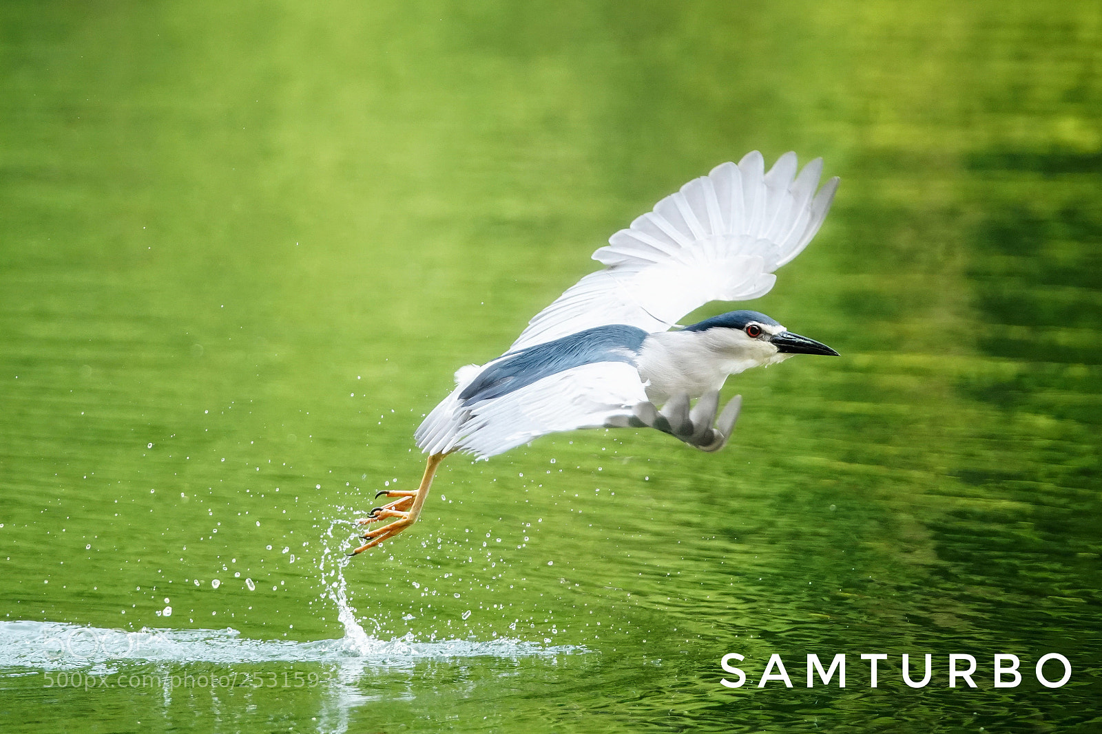Sony a9 sample photo. Waterbird photography