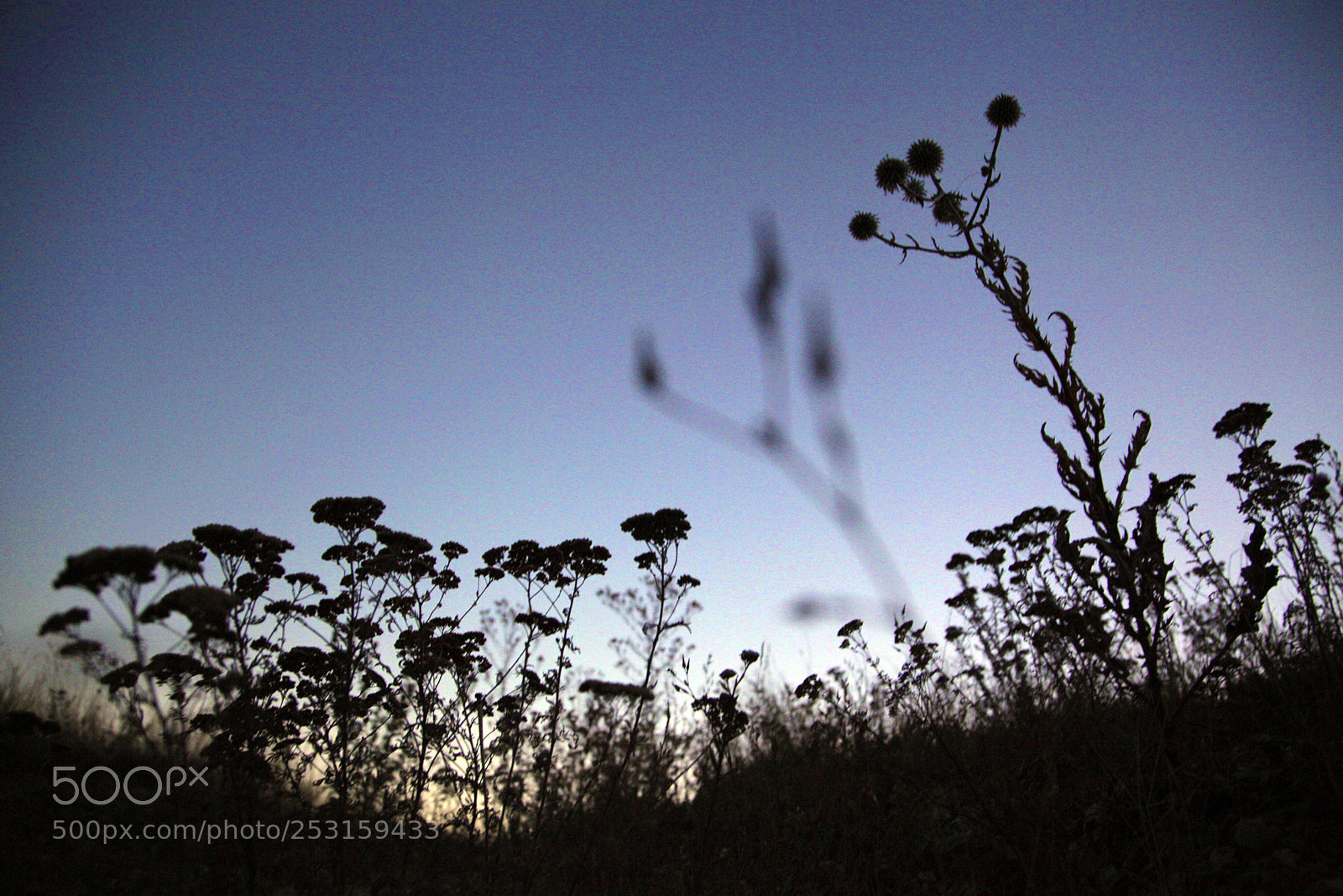Canon EOS 5D Mark II sample photo. Into the sunset photography