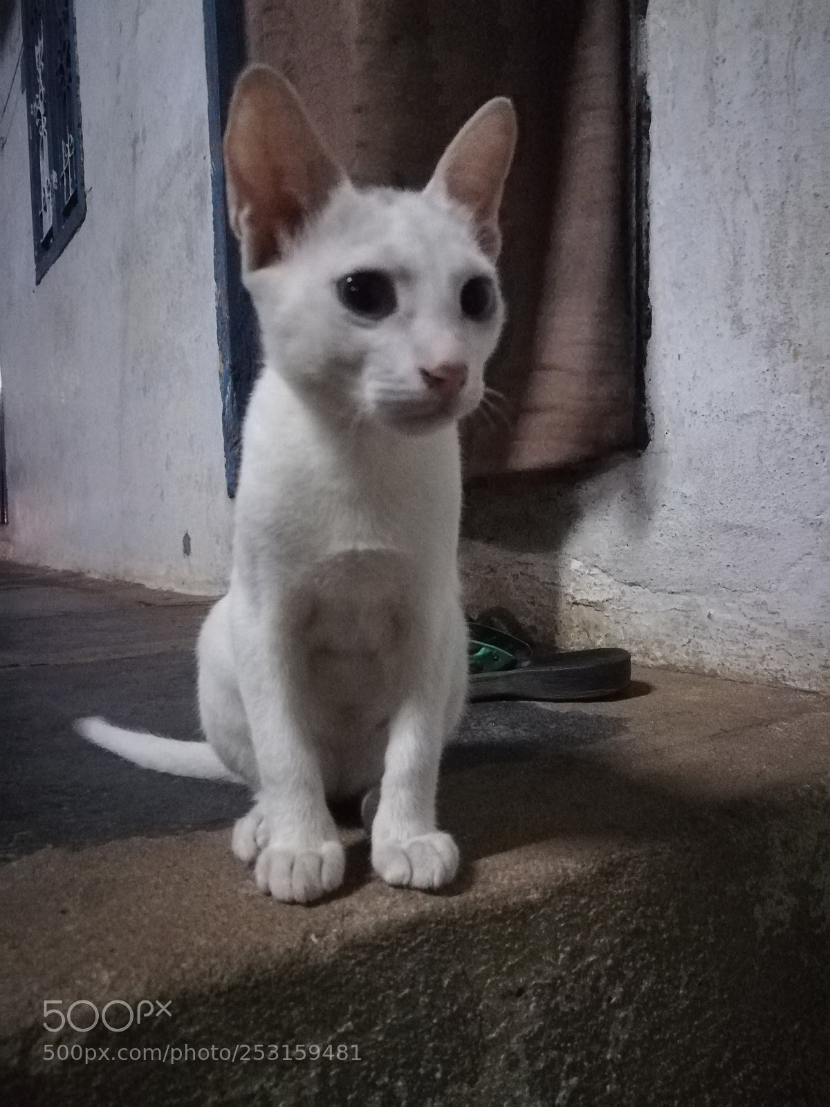 HUAWEI honor 6x sample photo. Untitled photography