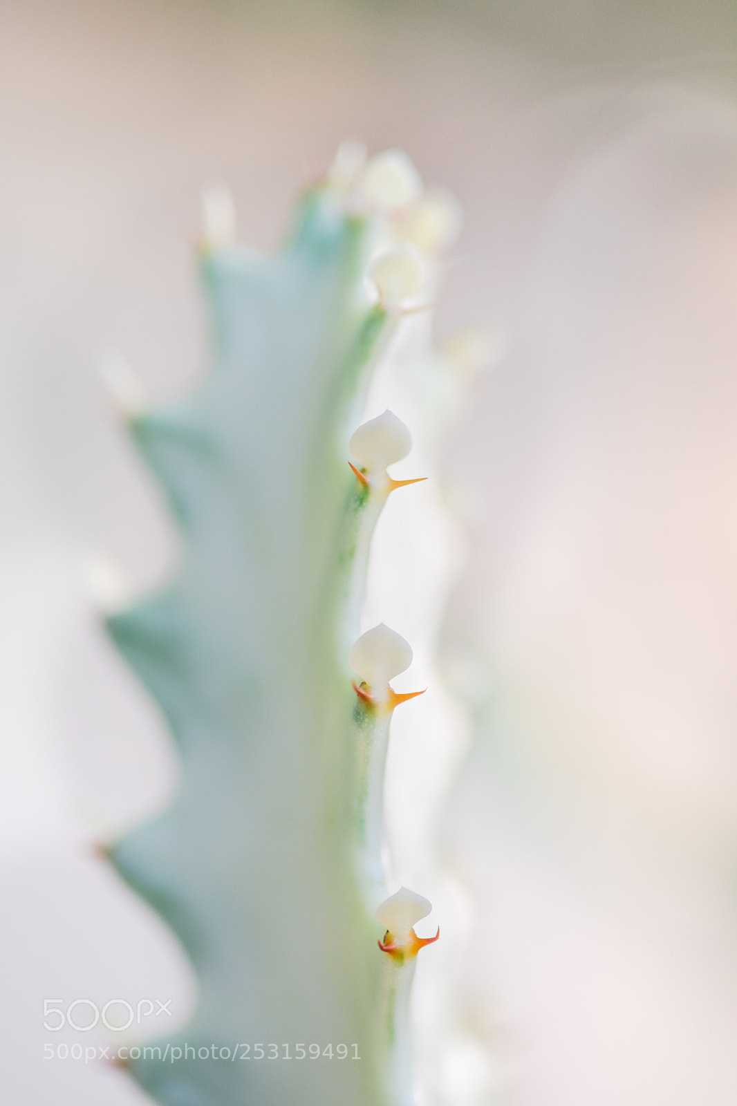 Sony a7 sample photo. _dsc8402-1.jpg photography