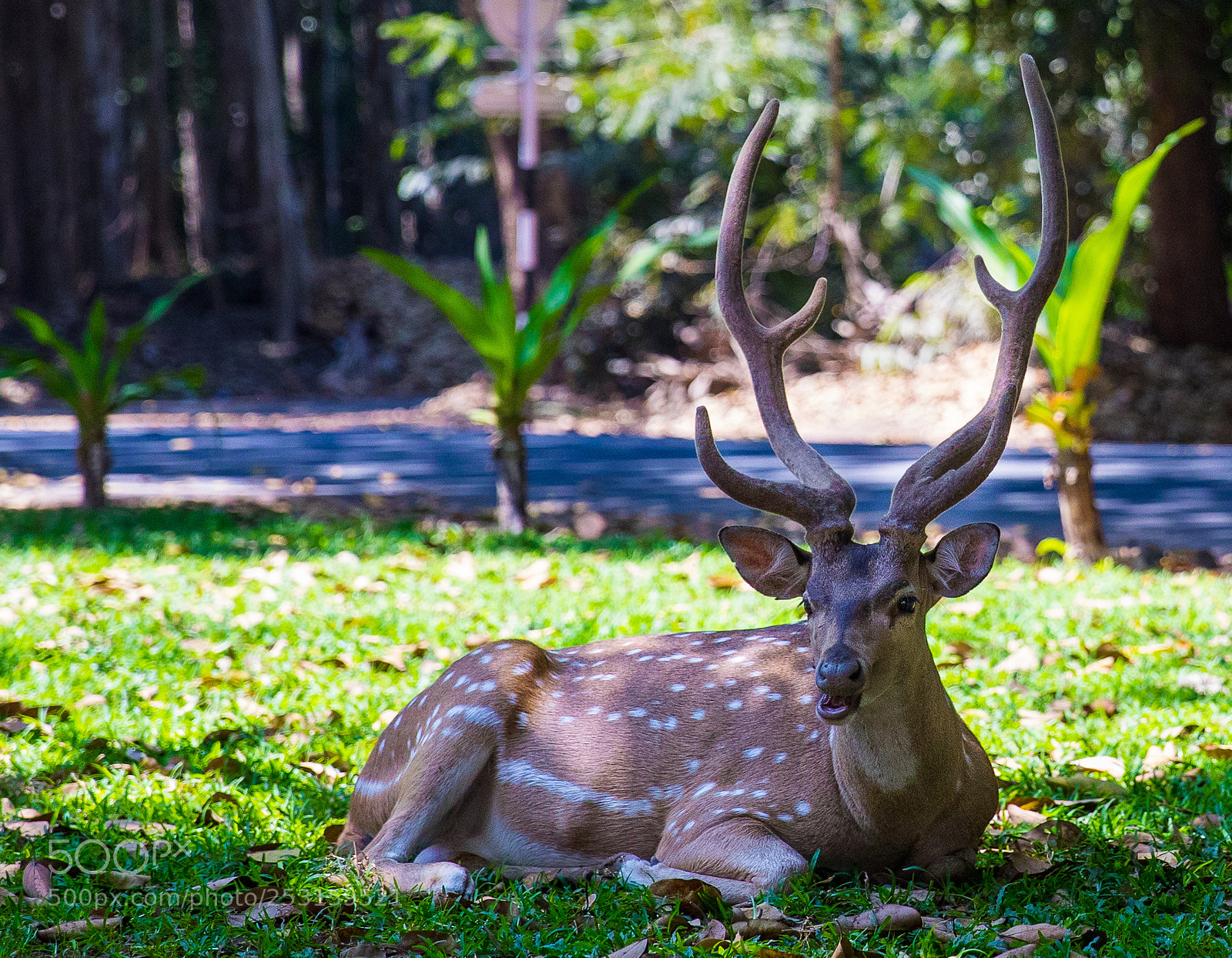 Canon EOS 5D Mark IV sample photo. Spotted deer photography