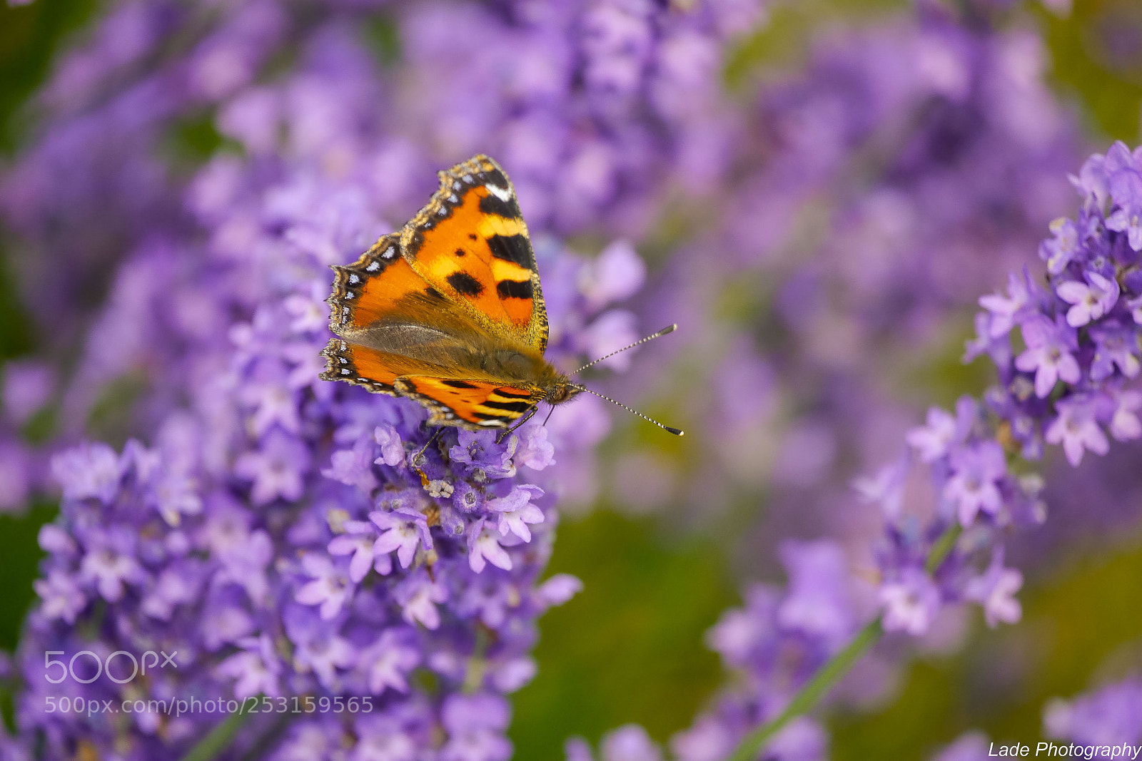 Panasonic Lumix DMC-G3 sample photo. Miss butterly photography