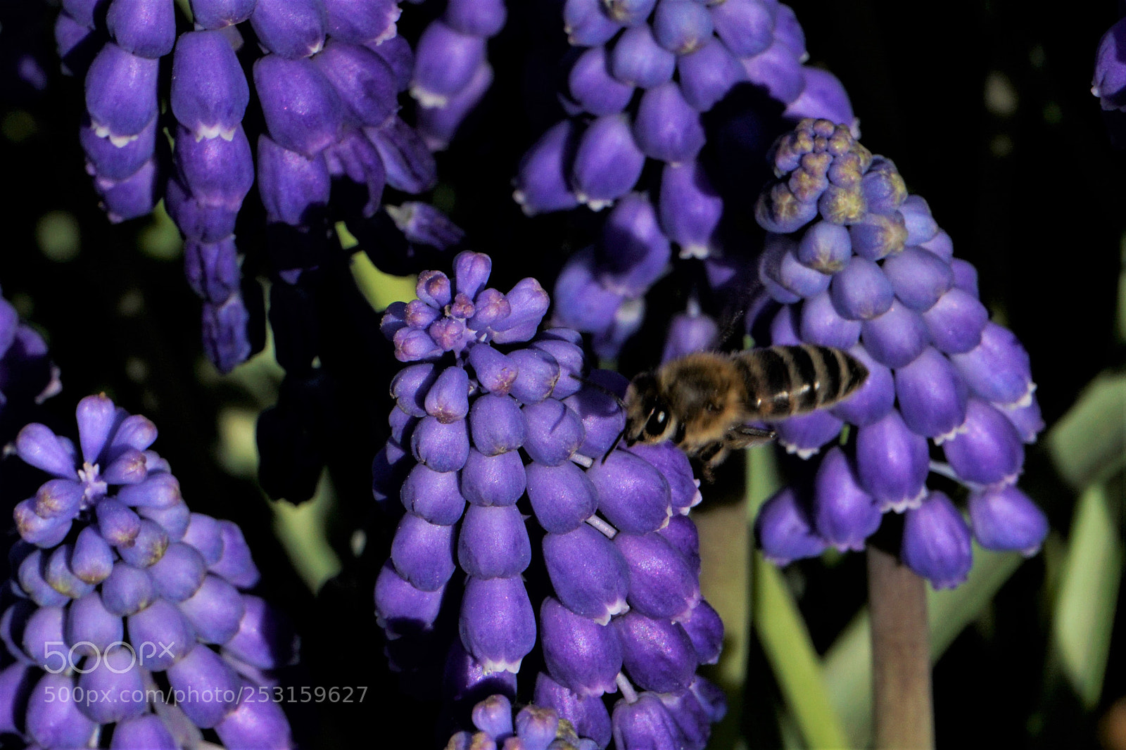 Sony a6000 sample photo. The bee... photography