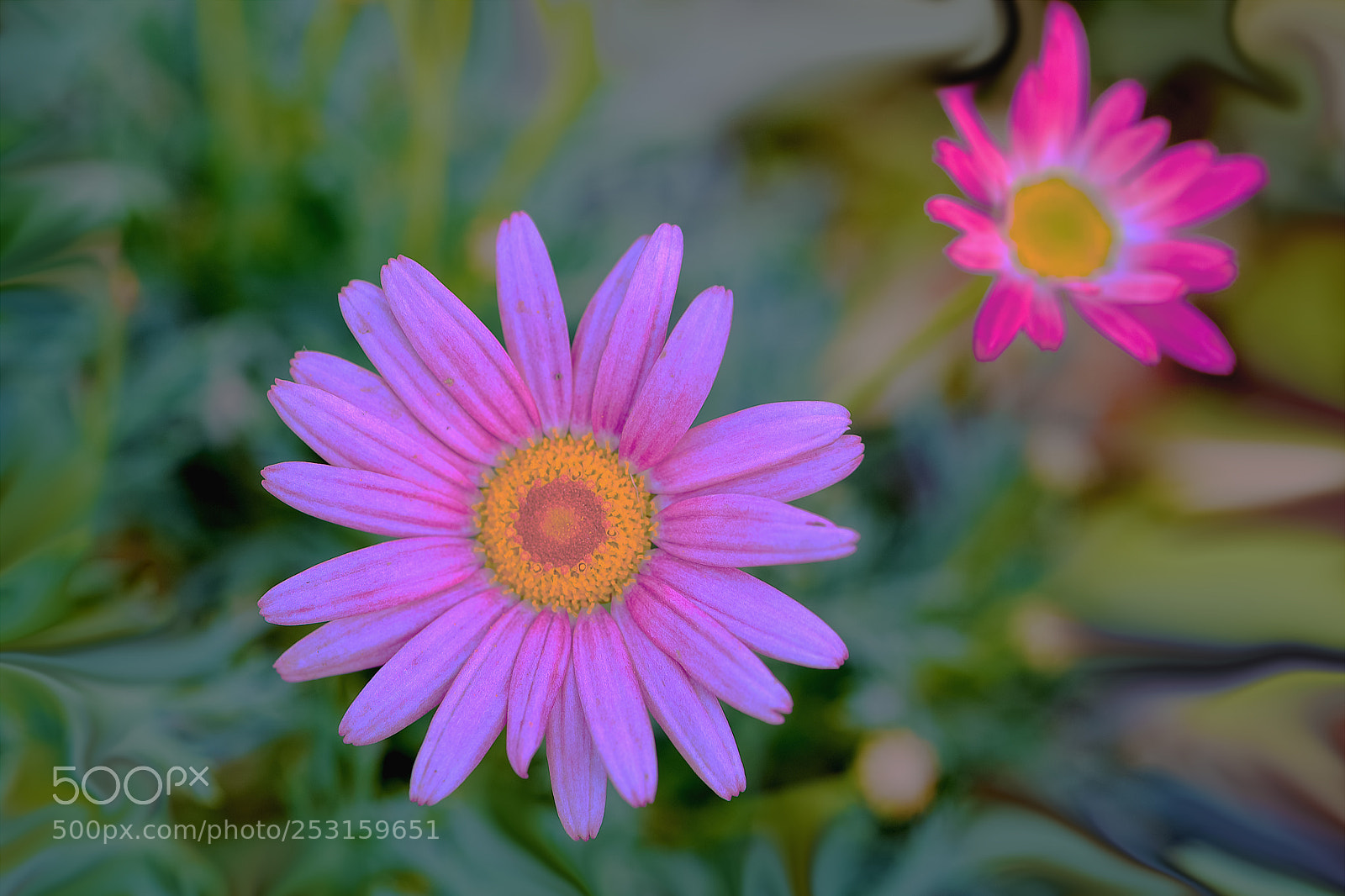 Canon EOS-1D X Mark II sample photo. 木茼蒿 photography