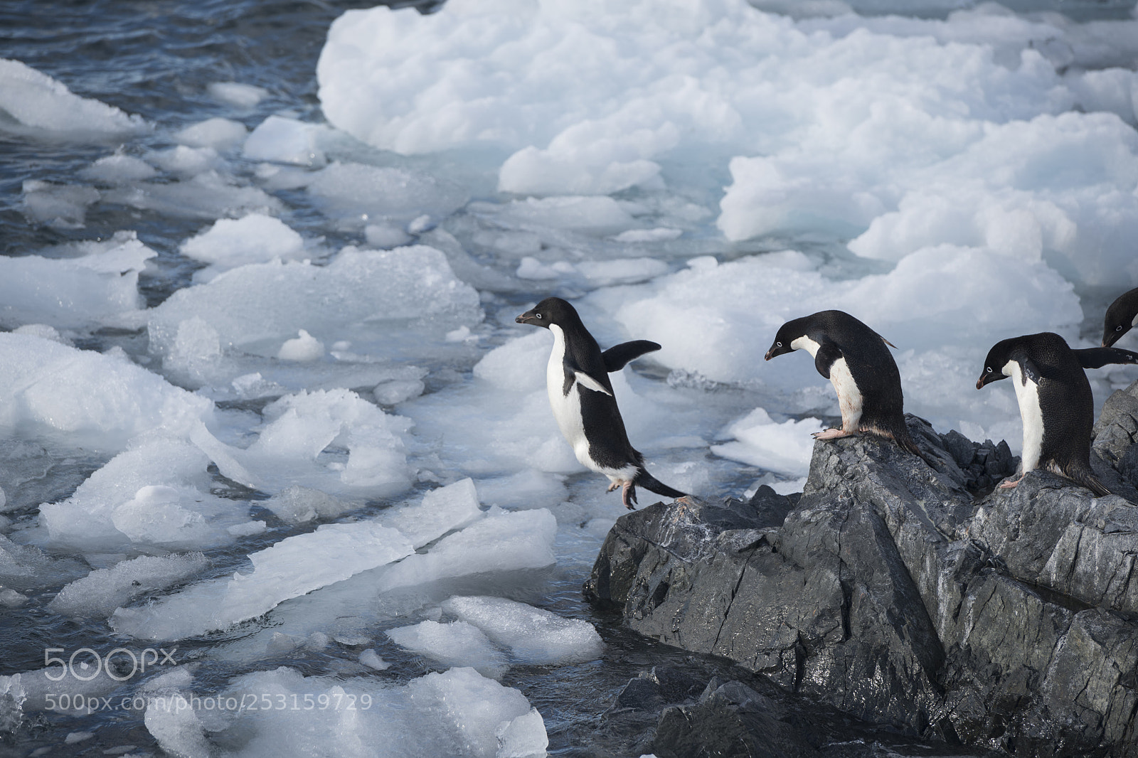 Nikon D850 sample photo. Ad lie penguins jumping photography