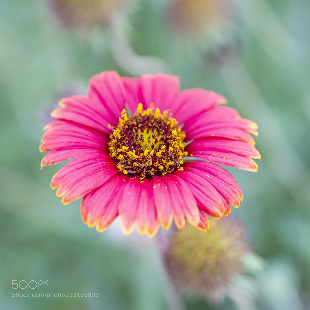 Nikon D850 sample photo. Khobar flower photography
