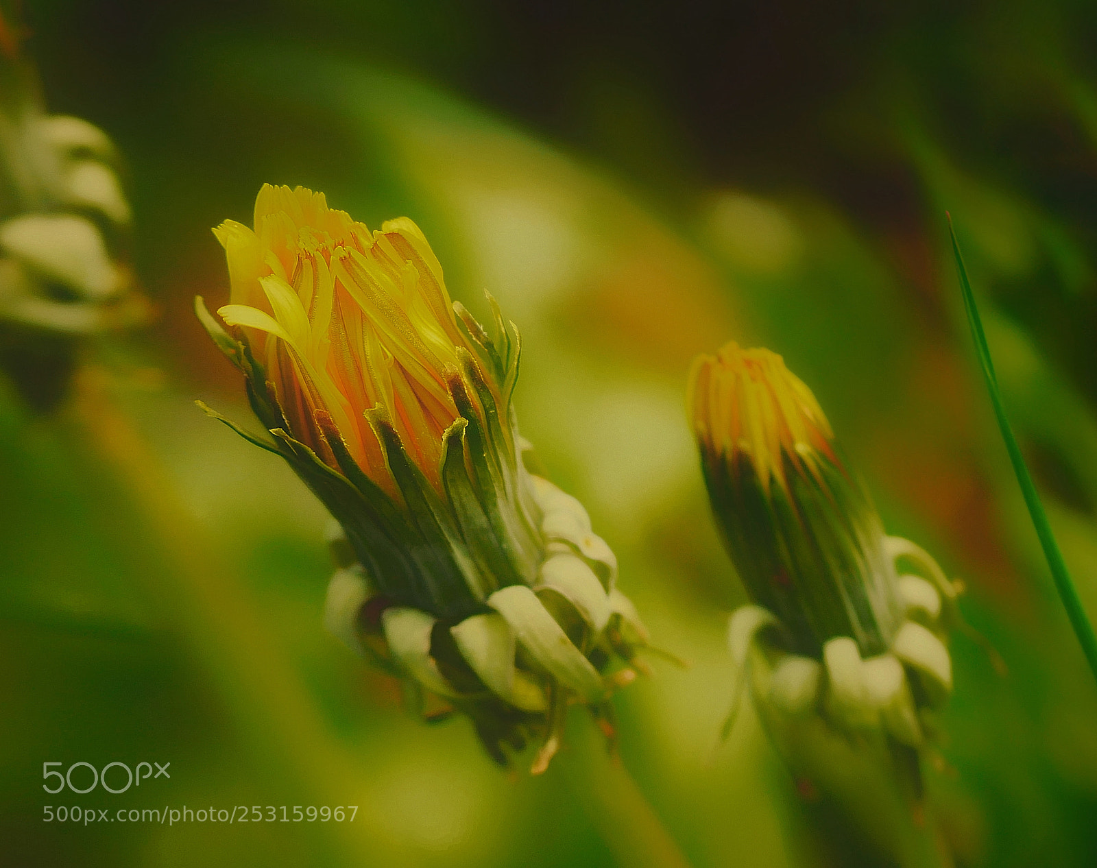 Panasonic Lumix DMC-GX85 (Lumix DMC-GX80 / Lumix DMC-GX7 Mark II) sample photo. Metamorphosis... photography