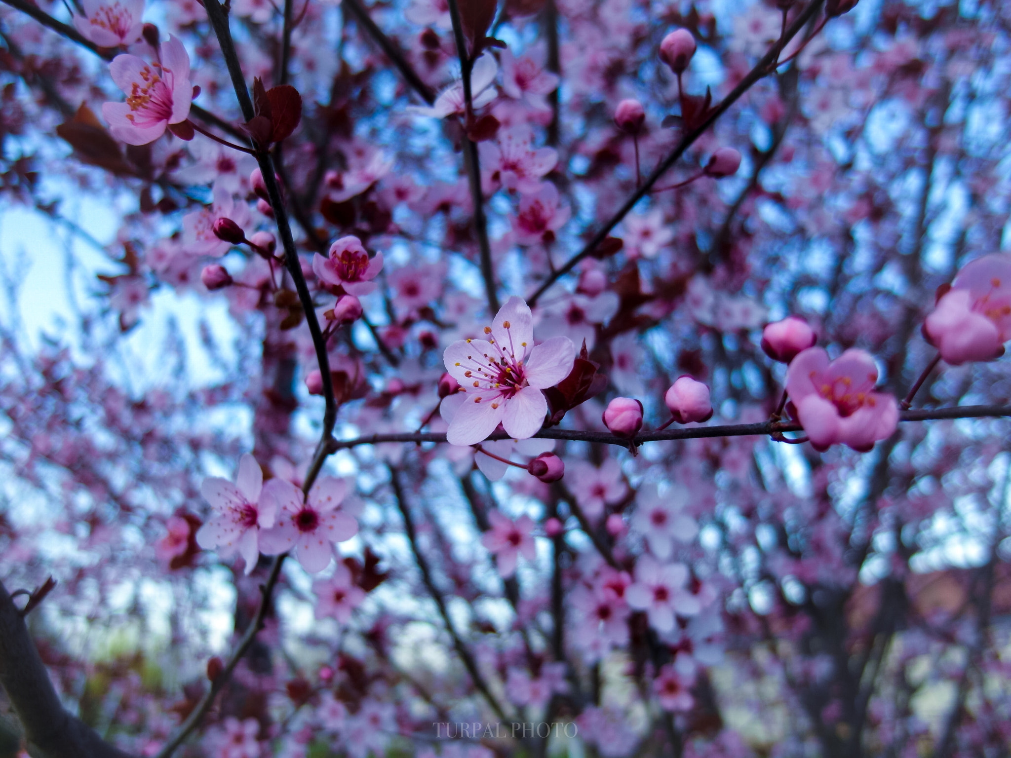 Samsung EX1 sample photo. Flowers  photography