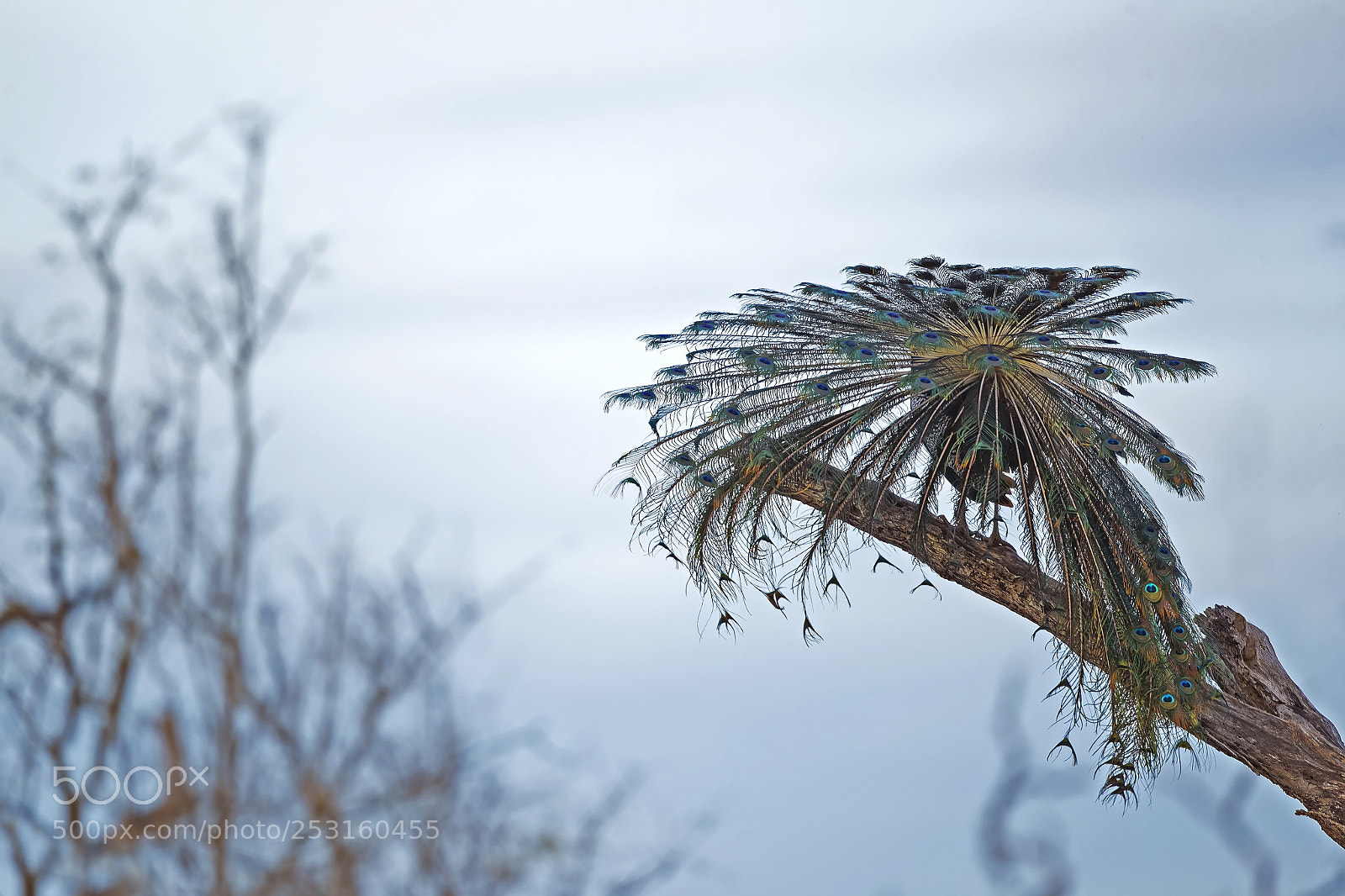 Canon EOS-1D X Mark II sample photo. Feather show photography
