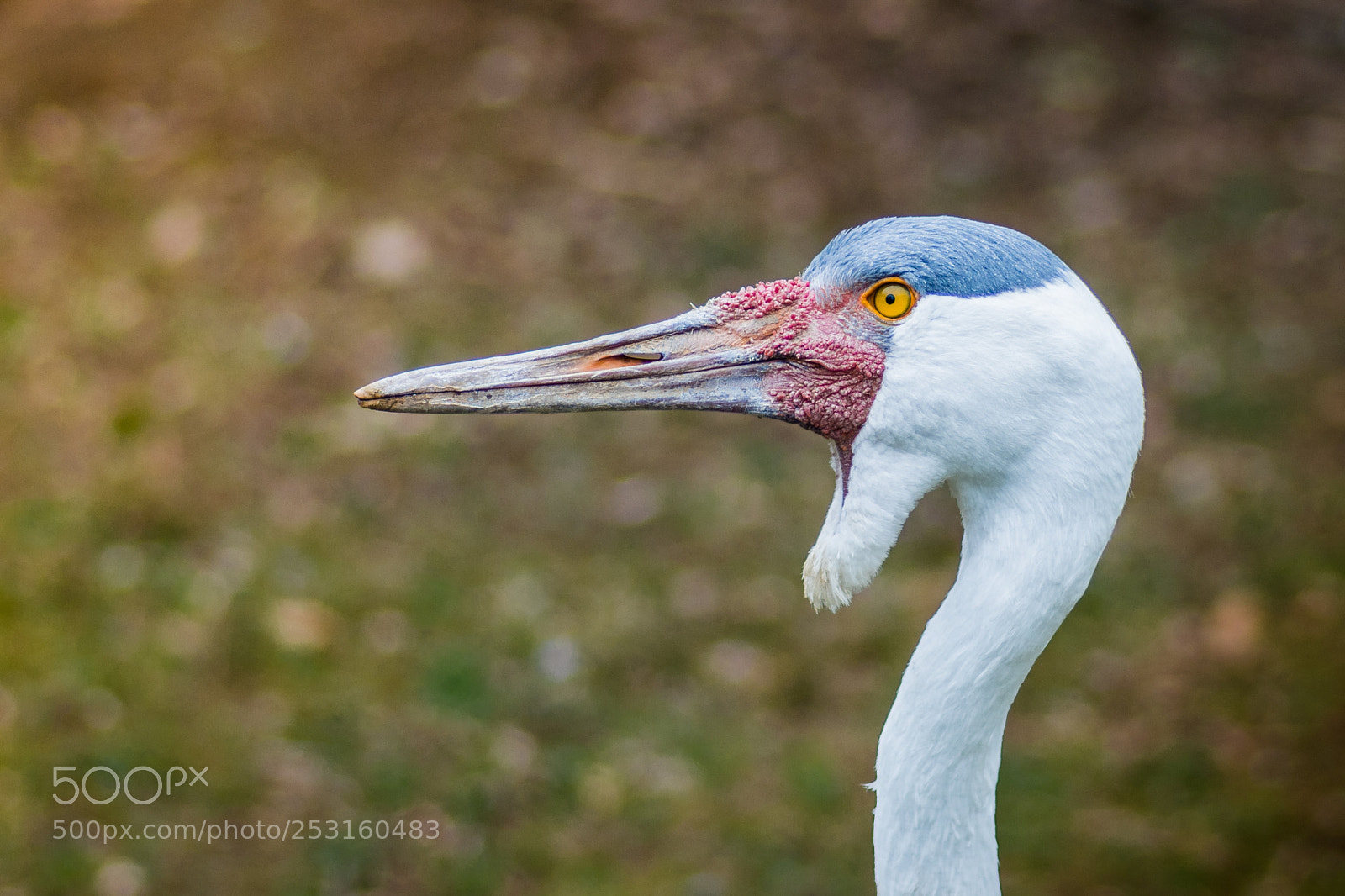 Nikon D7200 sample photo. Wattled crane photography