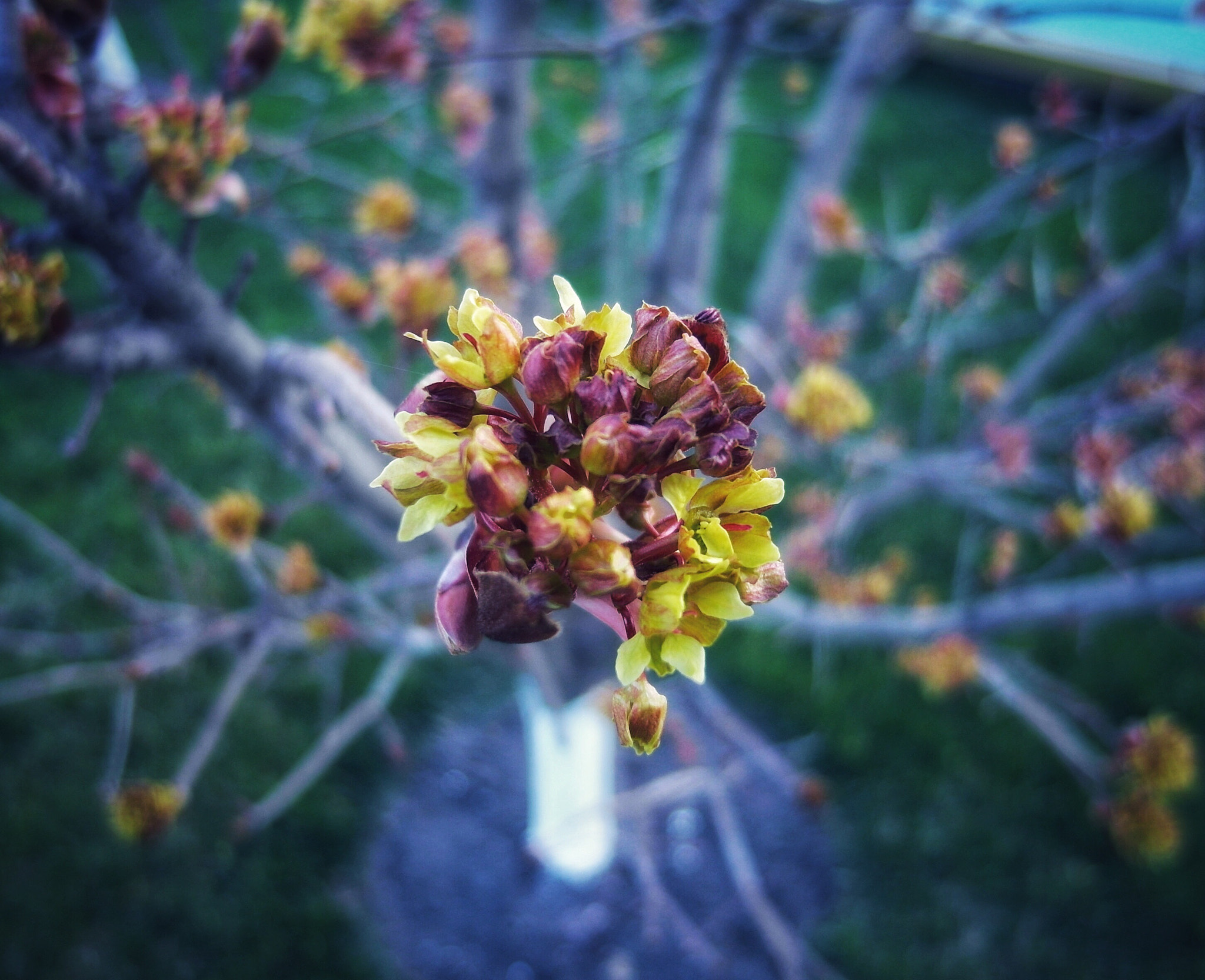 Samsung EX1 sample photo. Flowers  photography