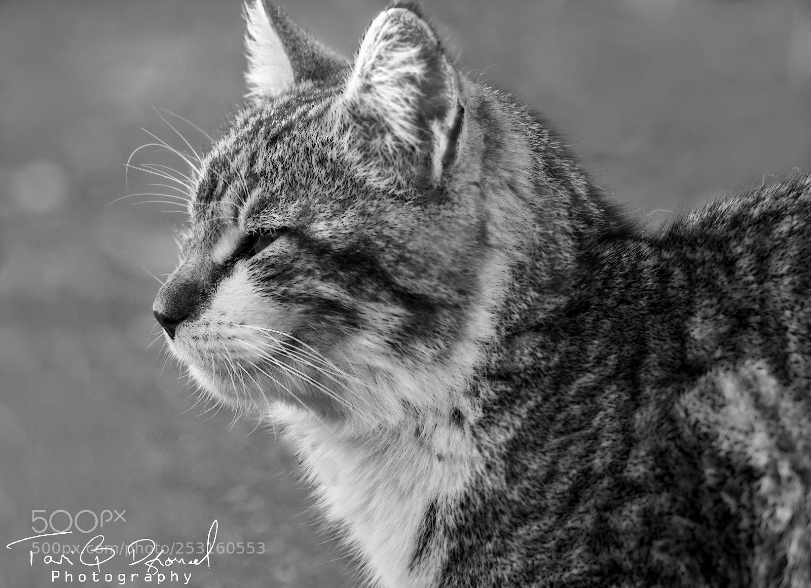 Canon EOS 700D (EOS Rebel T5i / EOS Kiss X7i) sample photo. Cat photography