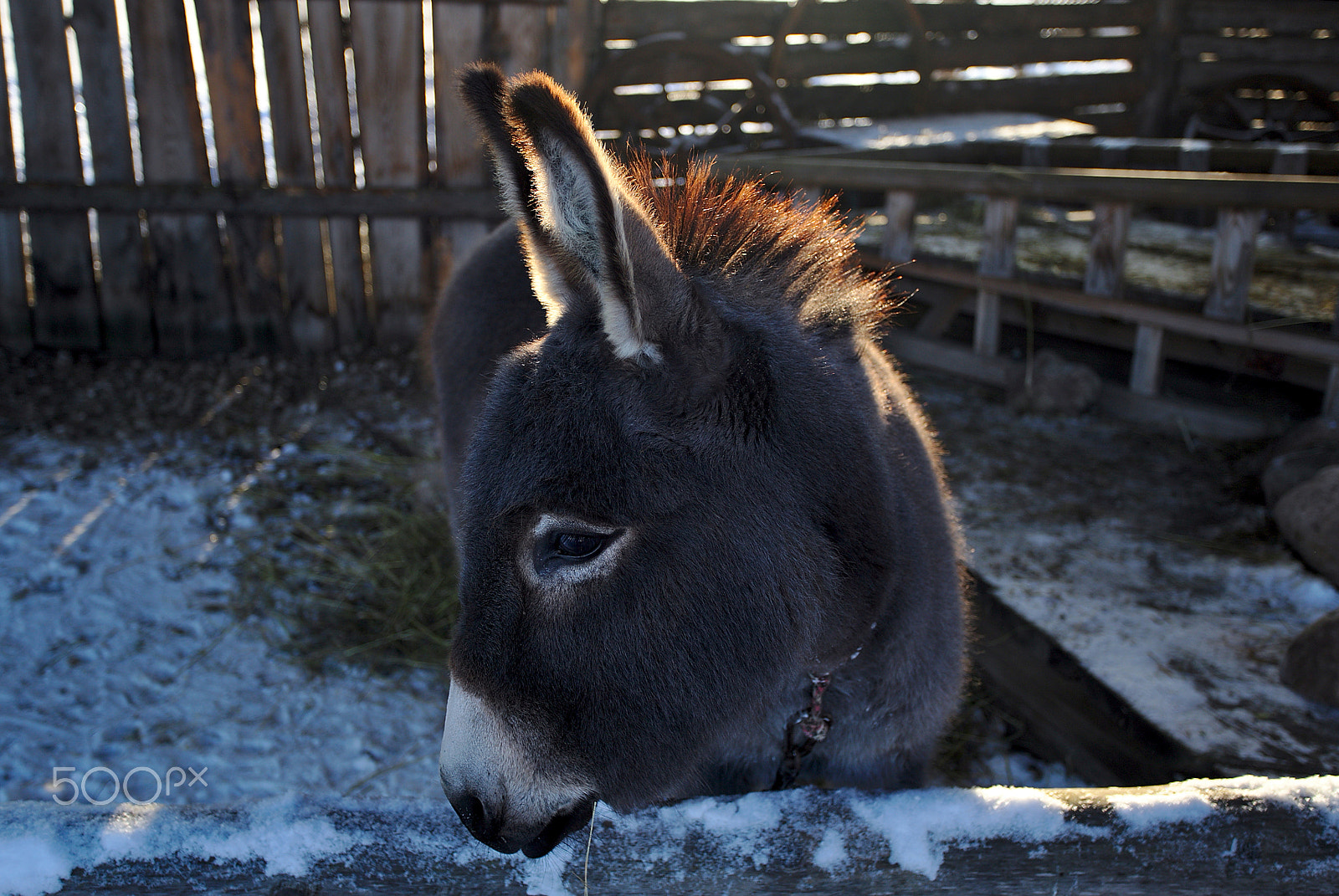 Canon EF 17-40mm F4L USM sample photo. Donkey photography
