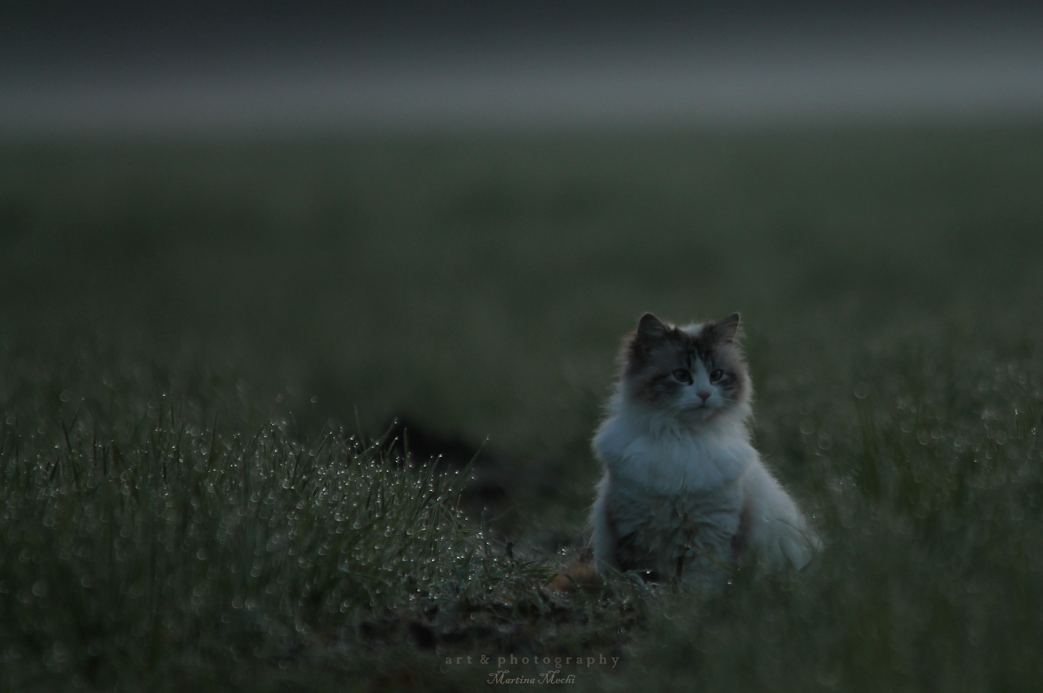 Sigma 150-500mm F5-6.3 DG OS HSM sample photo. *neighbours cat ii* photography