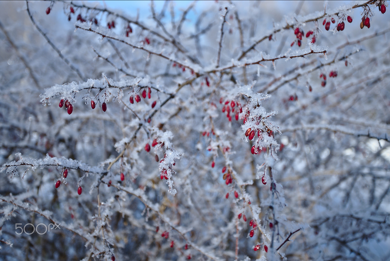 Canon EF 17-40mm F4L USM sample photo. Barberry photography