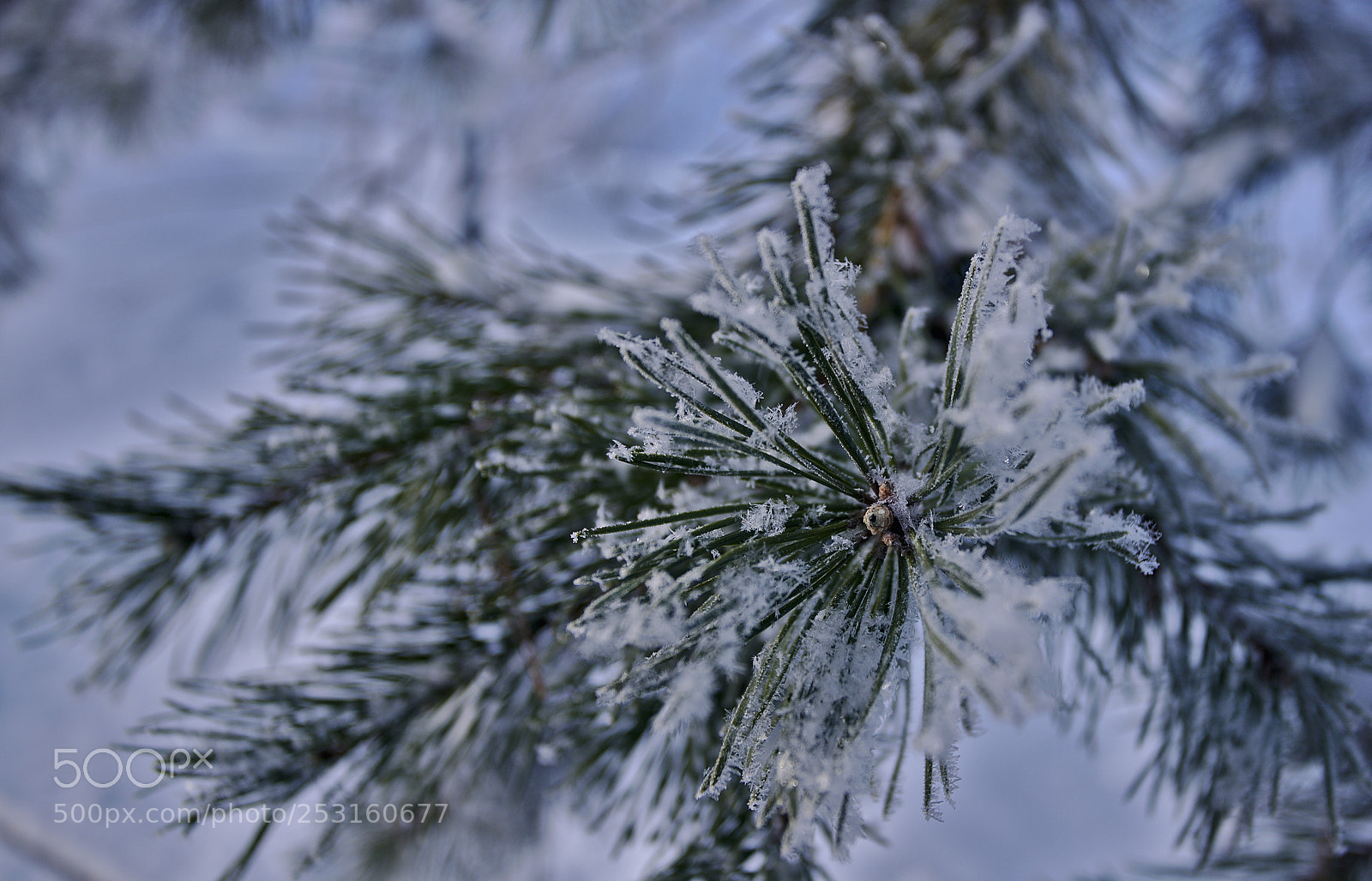 Canon EOS 6D Mark II sample photo. Snow&pine photography