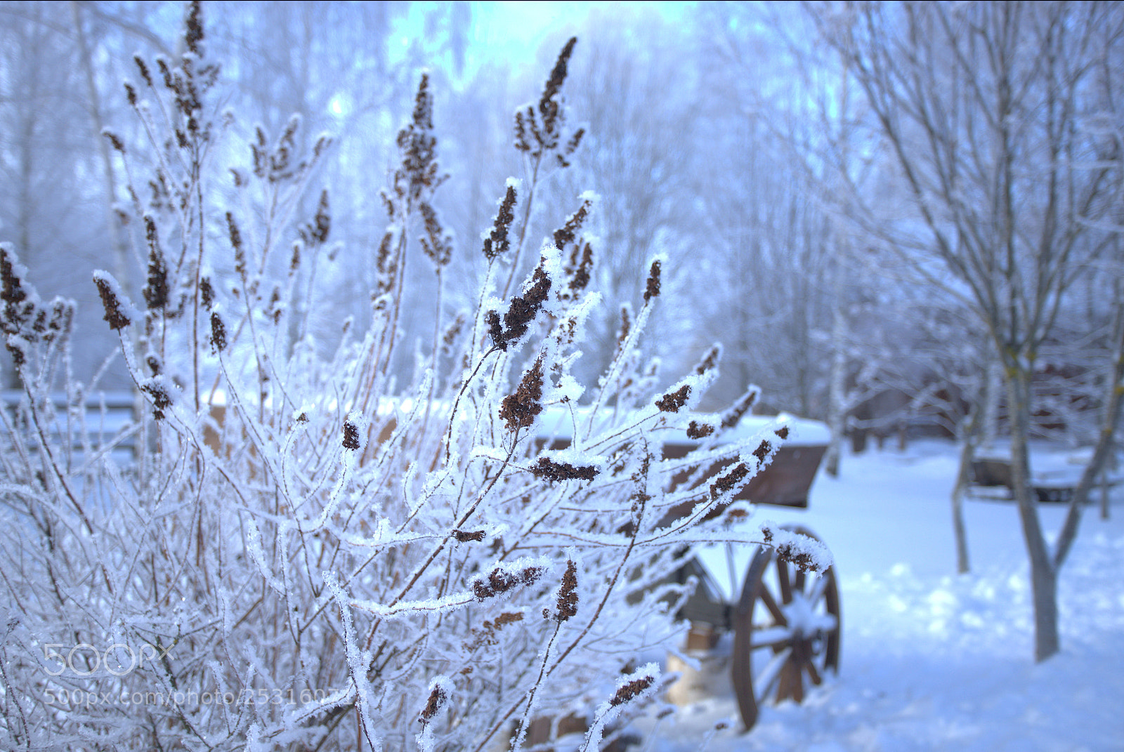 Canon EOS 6D Mark II sample photo. Winter photography