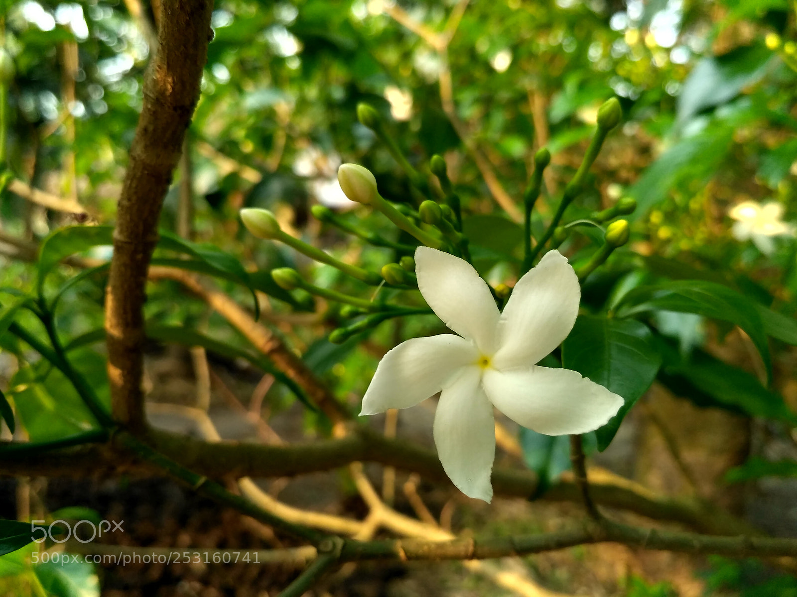 Xiaomi Redmi 3S sample photo. Flower photography