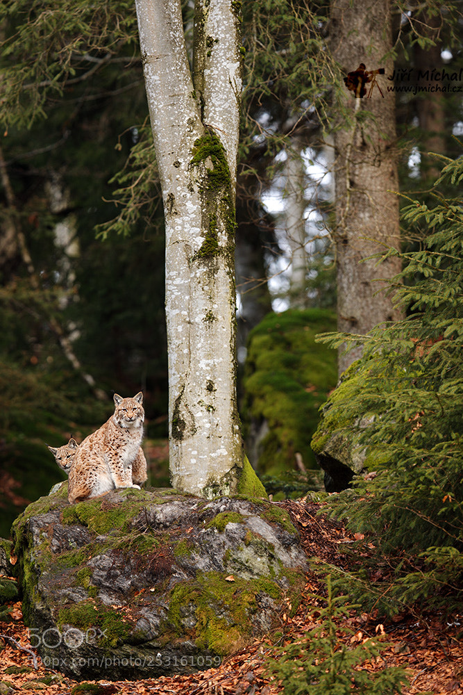 Canon EOS 5D Mark IV sample photo. Lynx photography
