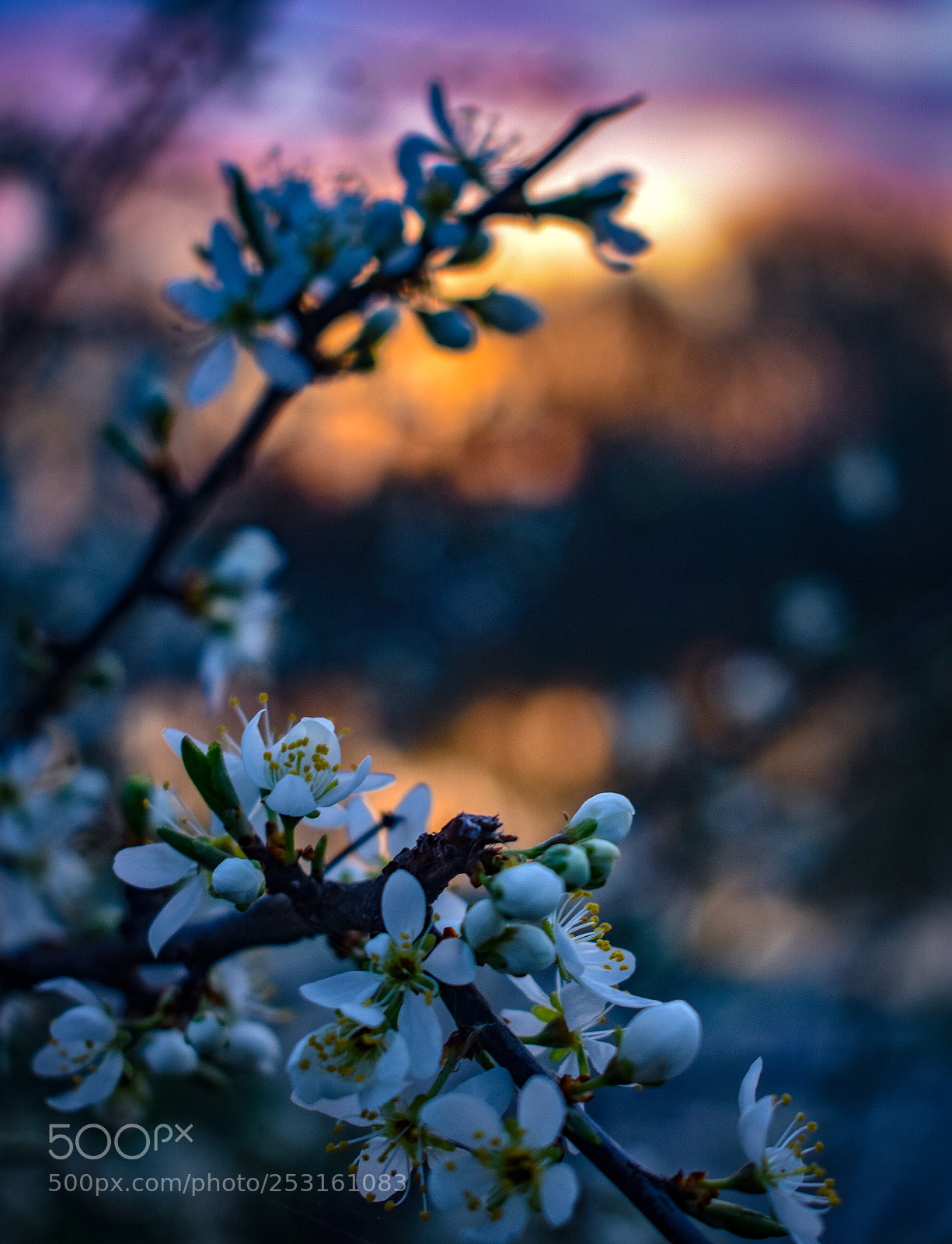 Nikon D3400 sample photo. Spring photography