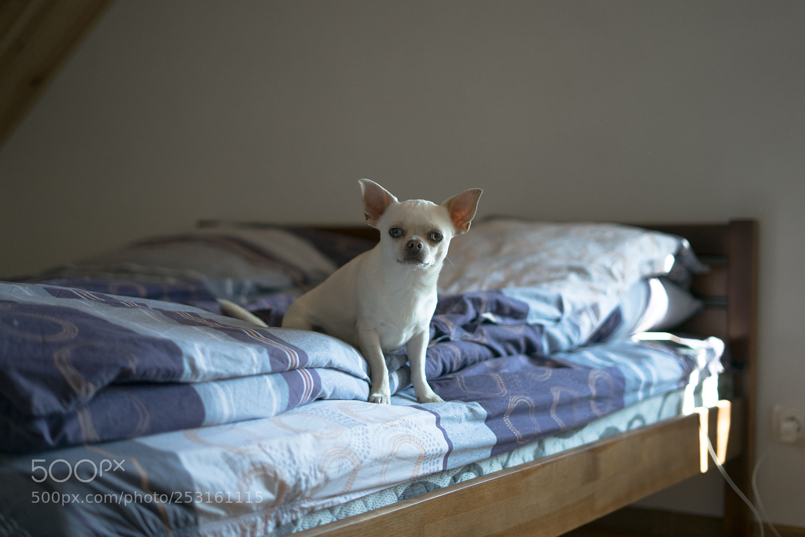 Sony a7 sample photo. Lovely boy in bedroom photography