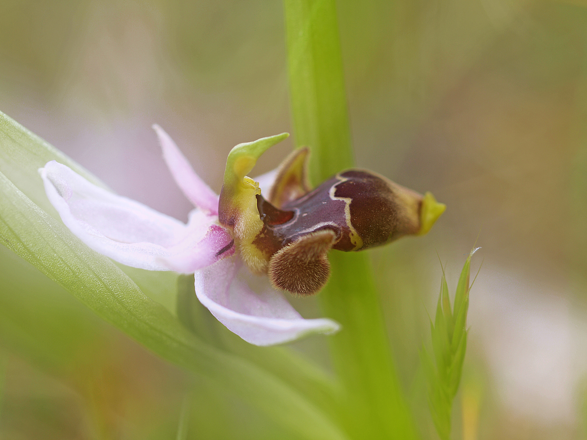 Olympus E-30 sample photo. Orquideas photography