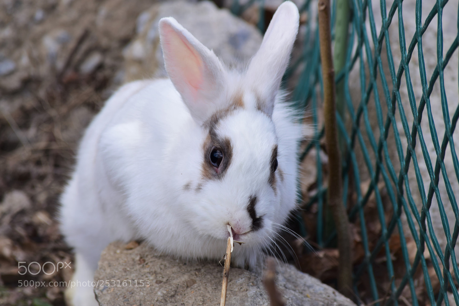 Nikon D3300 sample photo. Blue eyes photography