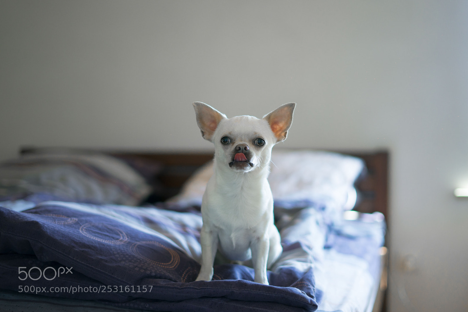 Sony a7 sample photo. Lovely boy in bedroom photography