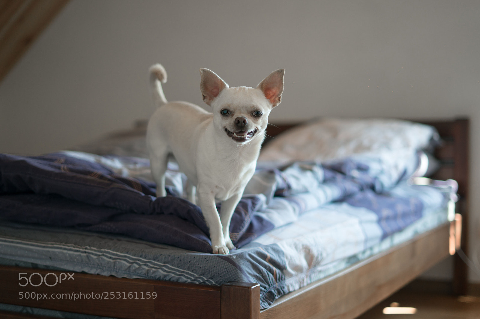 Sony a7 sample photo. Lovely boy in bedroom photography