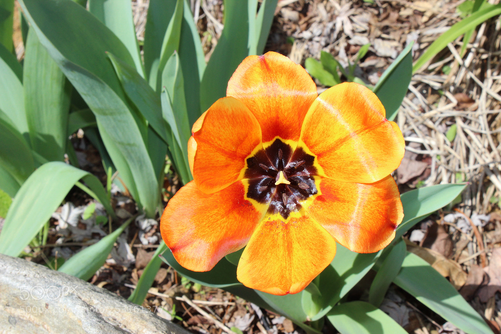 Canon EOS 600D (Rebel EOS T3i / EOS Kiss X5) sample photo. A beatiful springtime flower photography