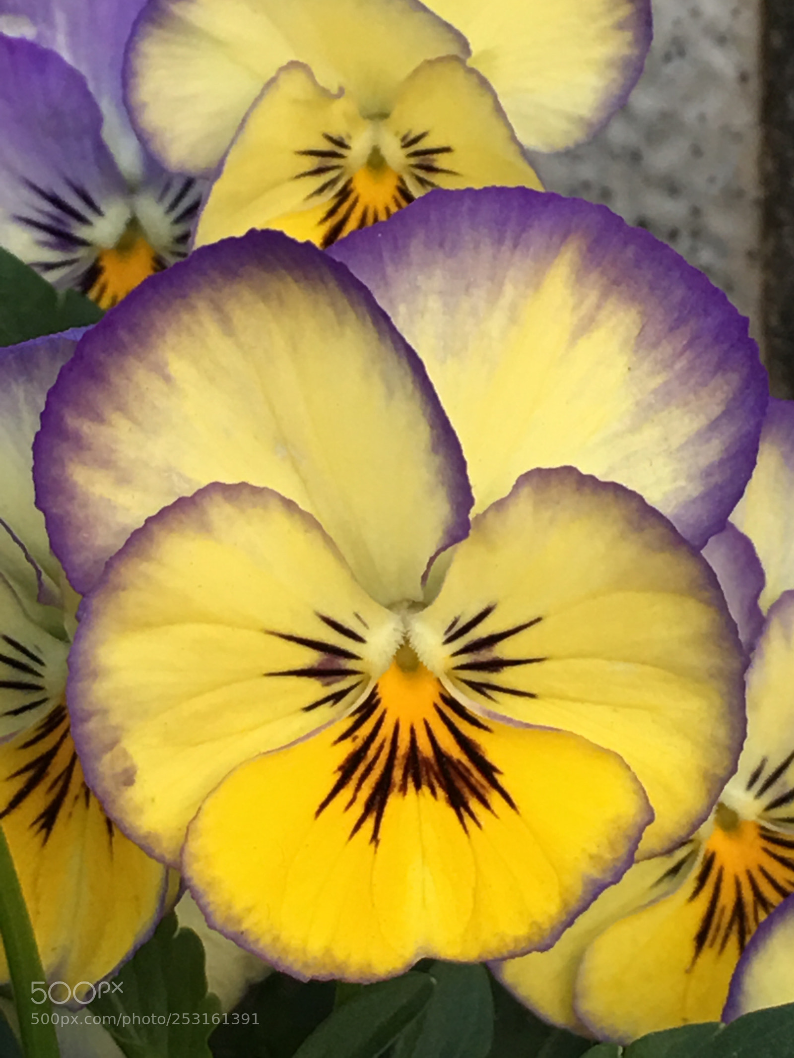 Apple iPhone 6s Plus sample photo. Spring2018 flowers photography