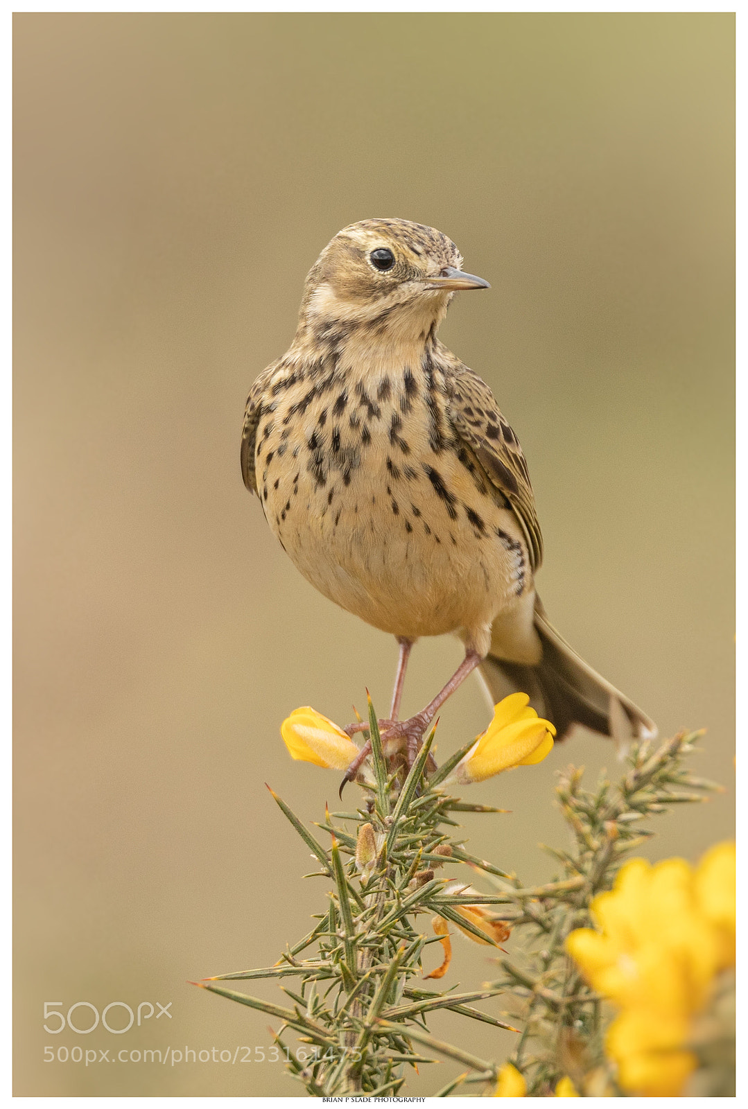 Canon EOS 5D Mark IV sample photo. Meadow pipit photography