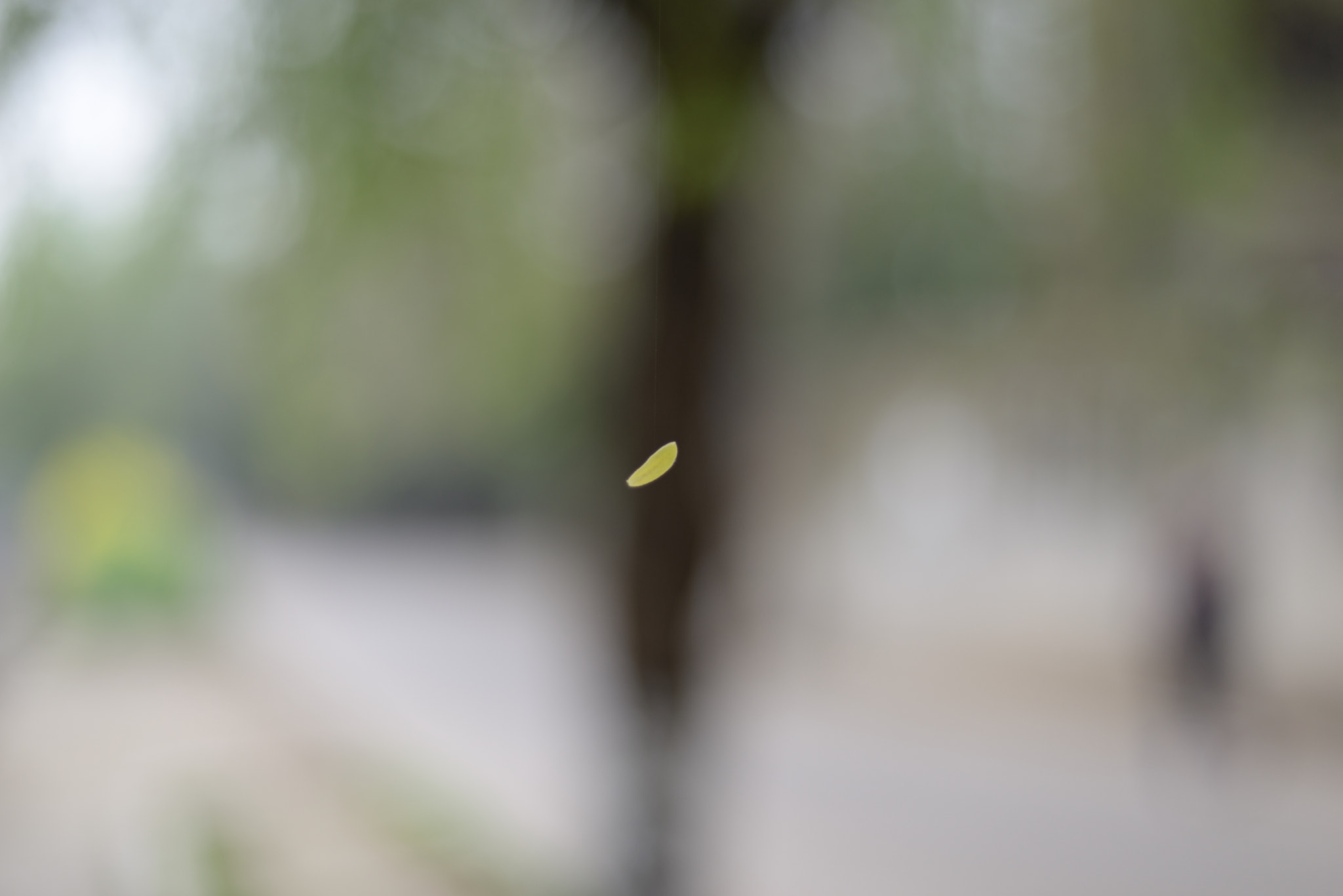 Nikon D610 + Nikon AF Nikkor 50mm F1.8D sample photo. Small leaves in sky photography