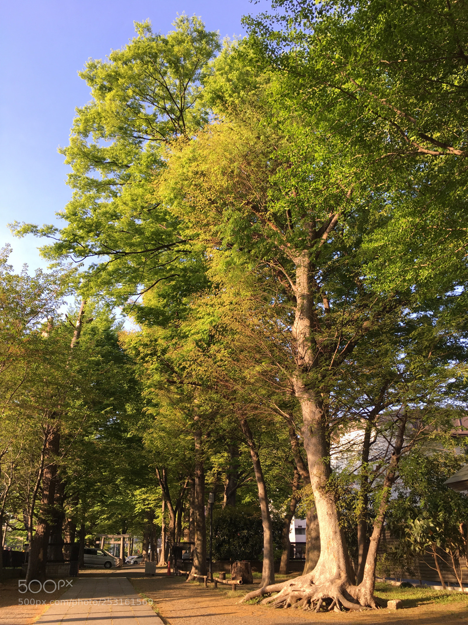 Apple iPhone 6s Plus sample photo. Spring2018 tree leaves photography