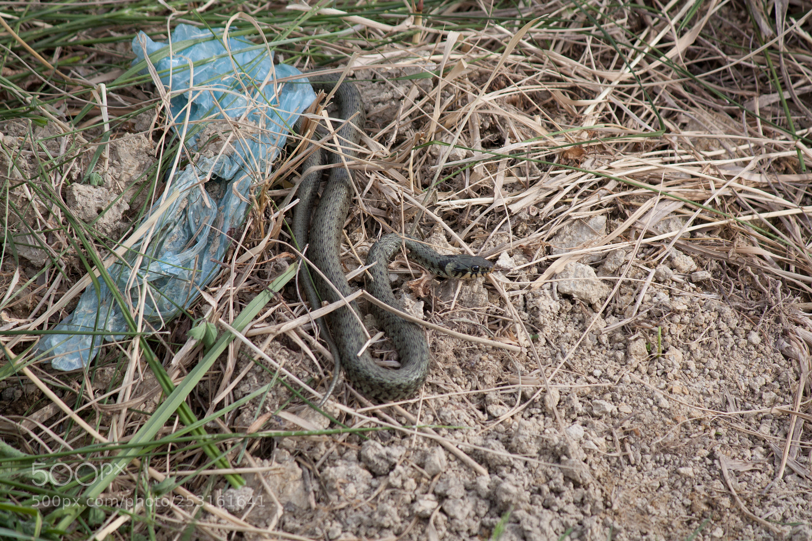 Canon EOS 450D (EOS Rebel XSi / EOS Kiss X2) sample photo. Copperhead snake photography
