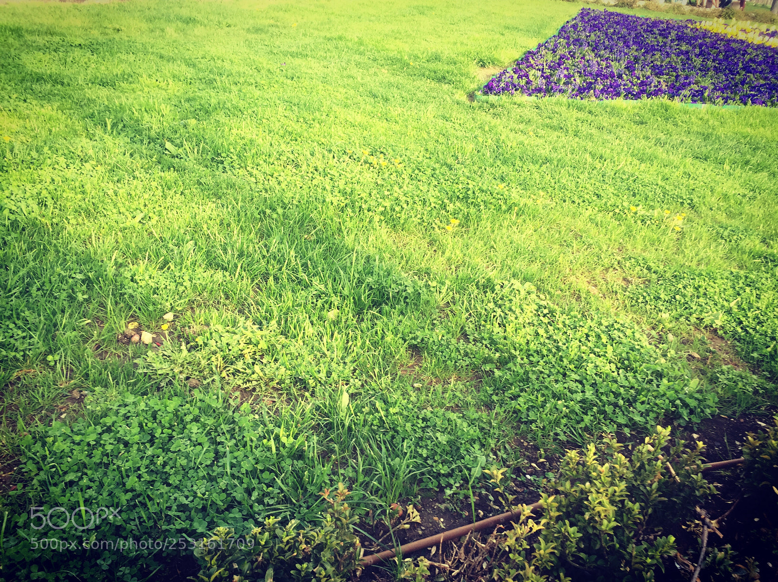 Apple iPhone 6 sample photo. Green photography