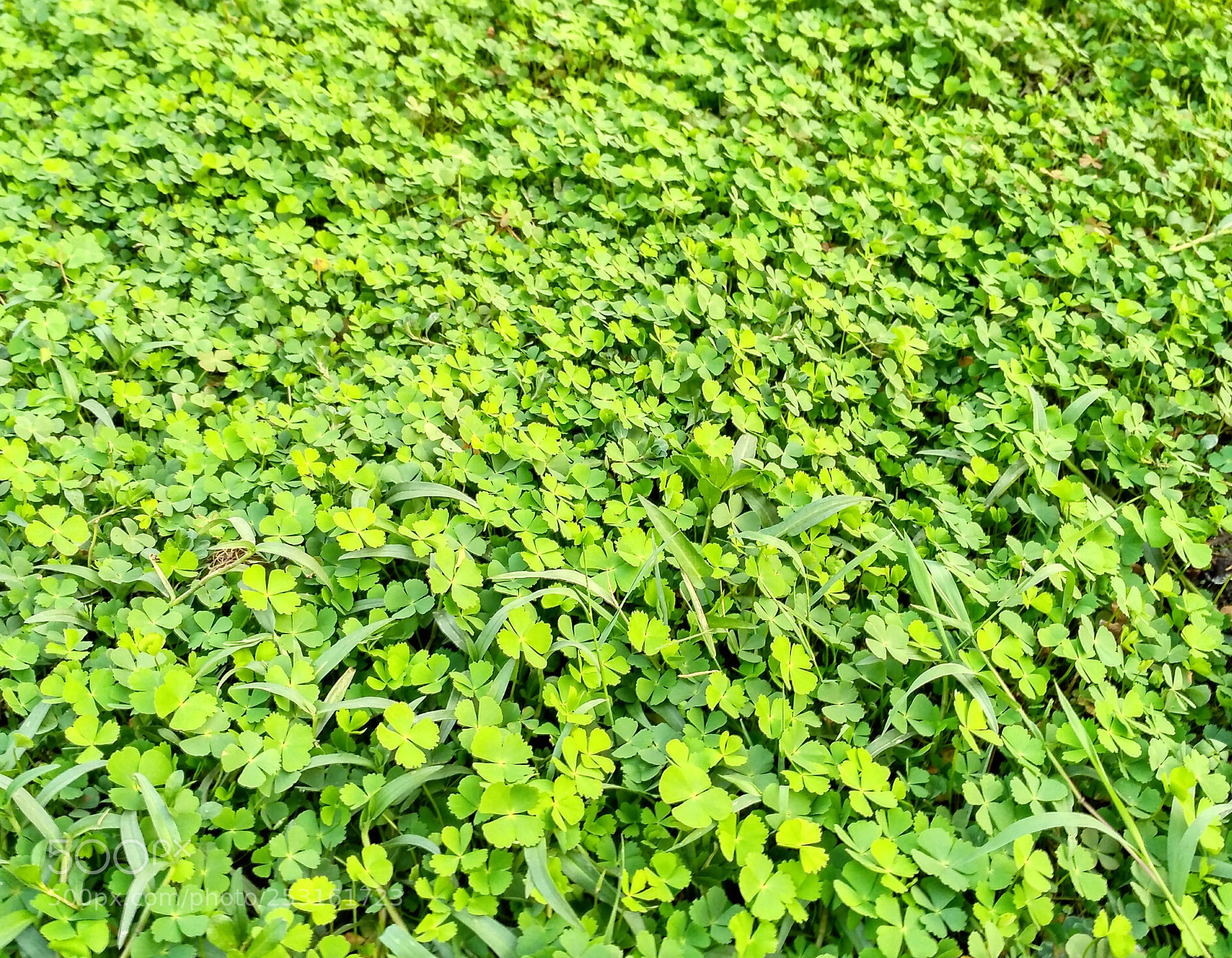 Xiaomi Redmi 3S sample photo. Green leaf photography