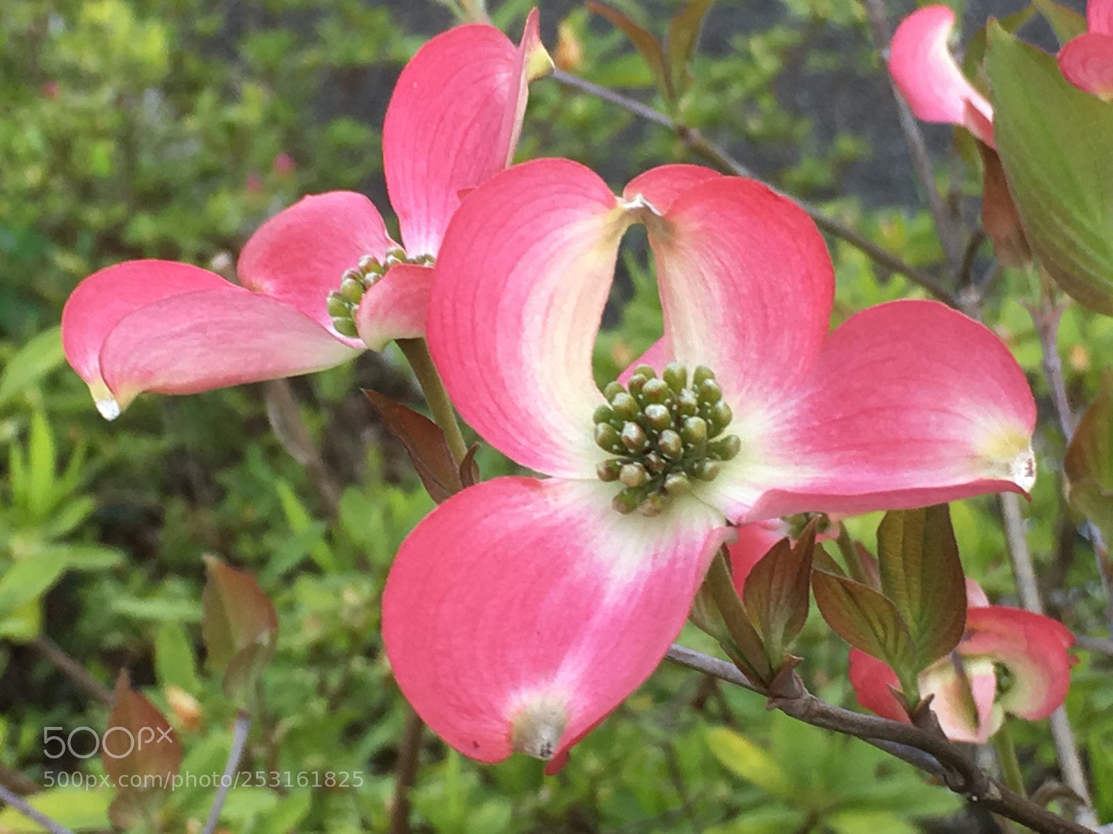 Apple iPhone 6s Plus sample photo. Spring2018 flowers photography