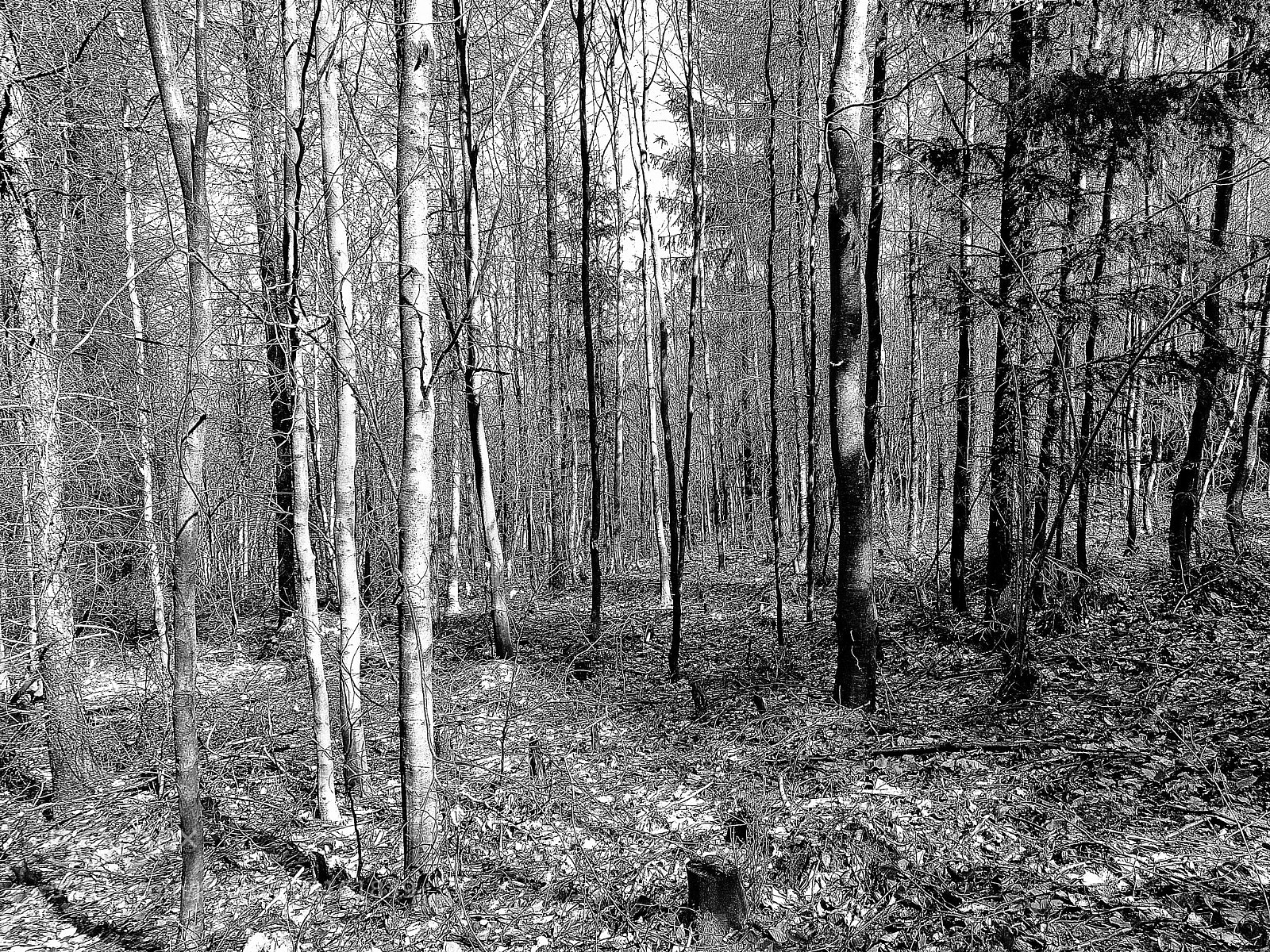 HUAWEI P10 Plus sample photo. Forest photography