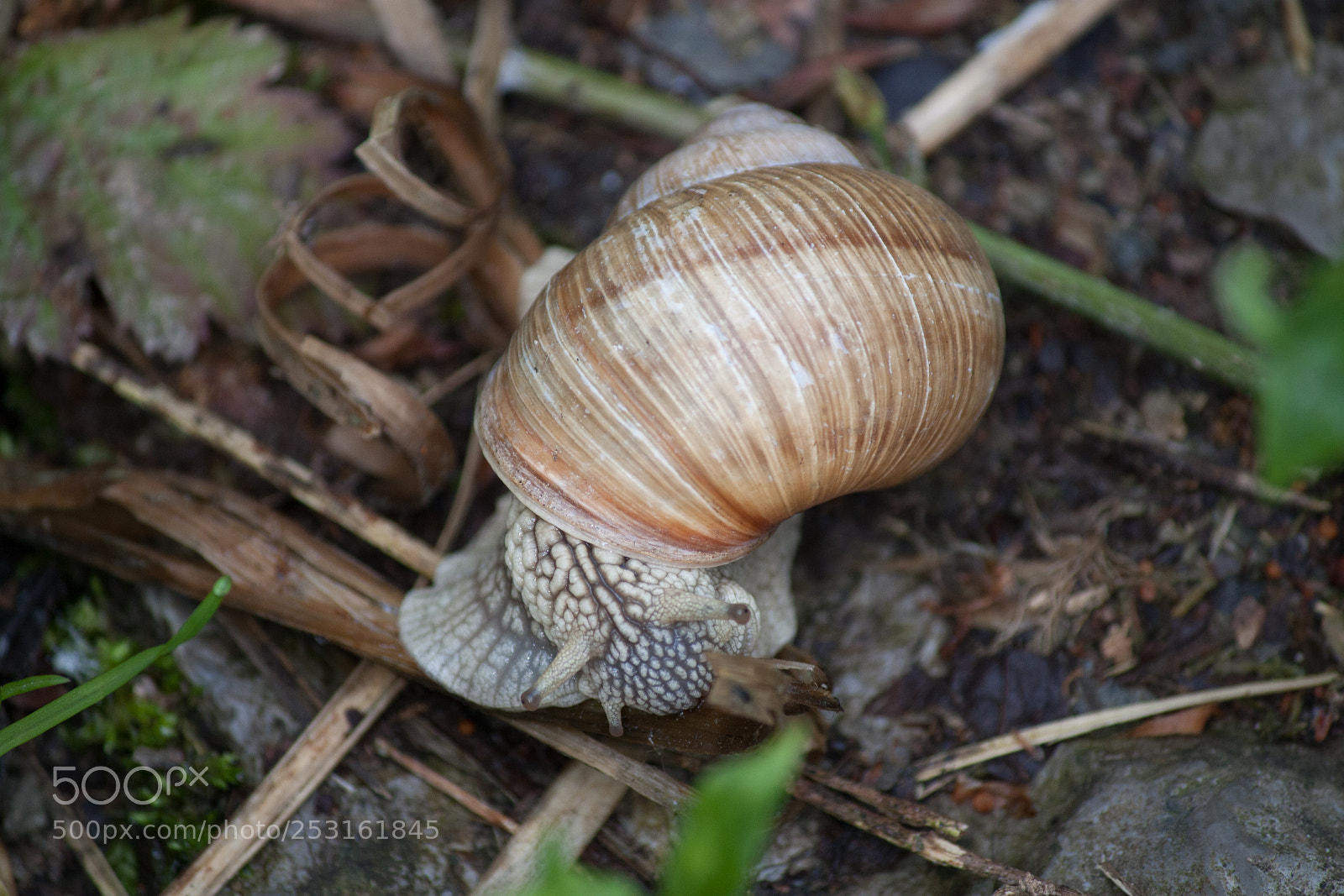 Canon EOS 450D (EOS Rebel XSi / EOS Kiss X2) sample photo. Snail in the grass photography