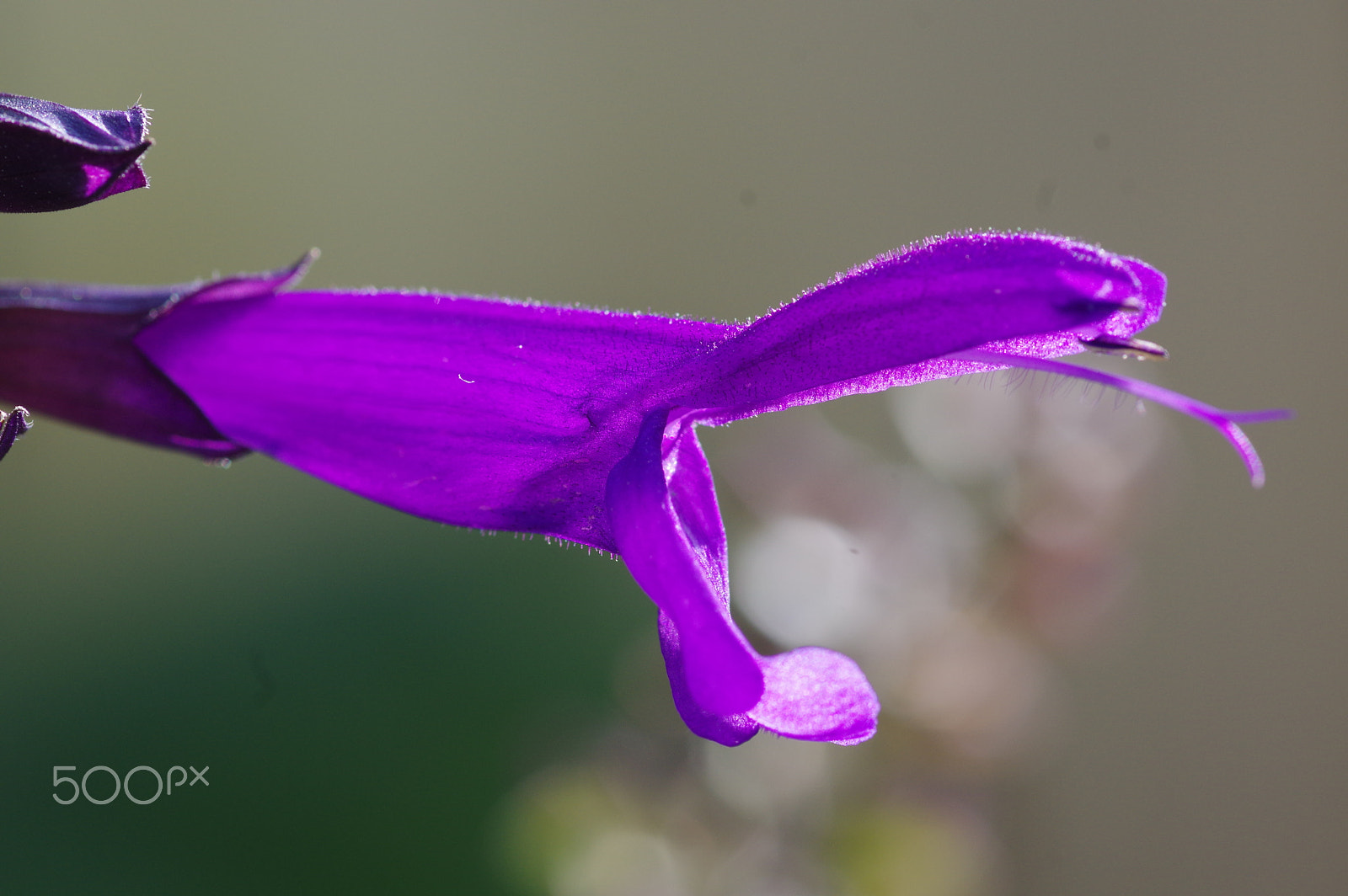 Pentax smc D-FA 100mm F2.8 Macro WR sample photo. Purple salvia photography