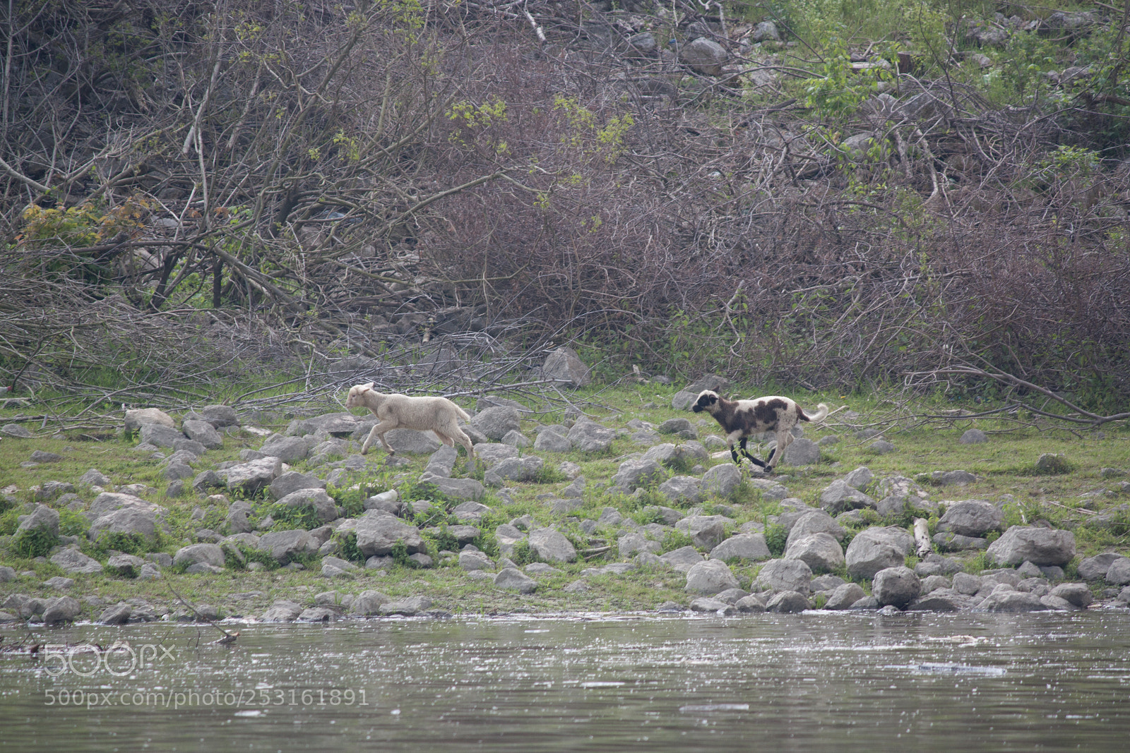 Canon EOS 450D (EOS Rebel XSi / EOS Kiss X2) sample photo. Flock of sheep on photography
