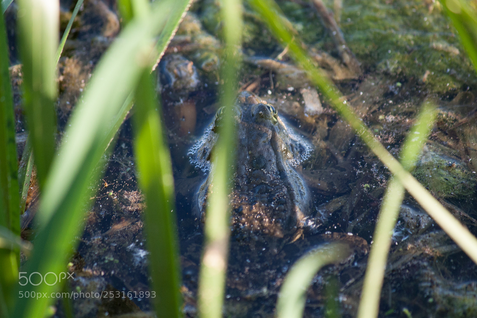 Canon EOS 450D (EOS Rebel XSi / EOS Kiss X2) sample photo. Frog in the grass photography