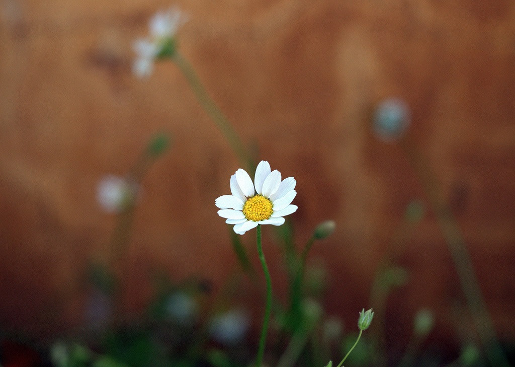 Olympus PEN E-PL8 sample photo. Daisy and friends... photography