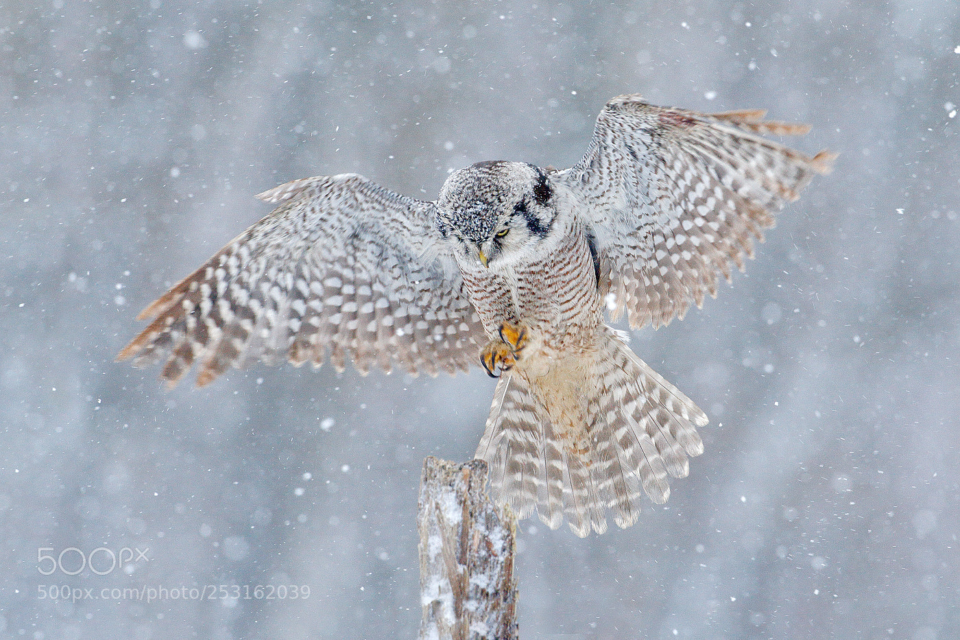 Canon EOS-1D Mark III sample photo. Hawk owl (surnia ulula) photography