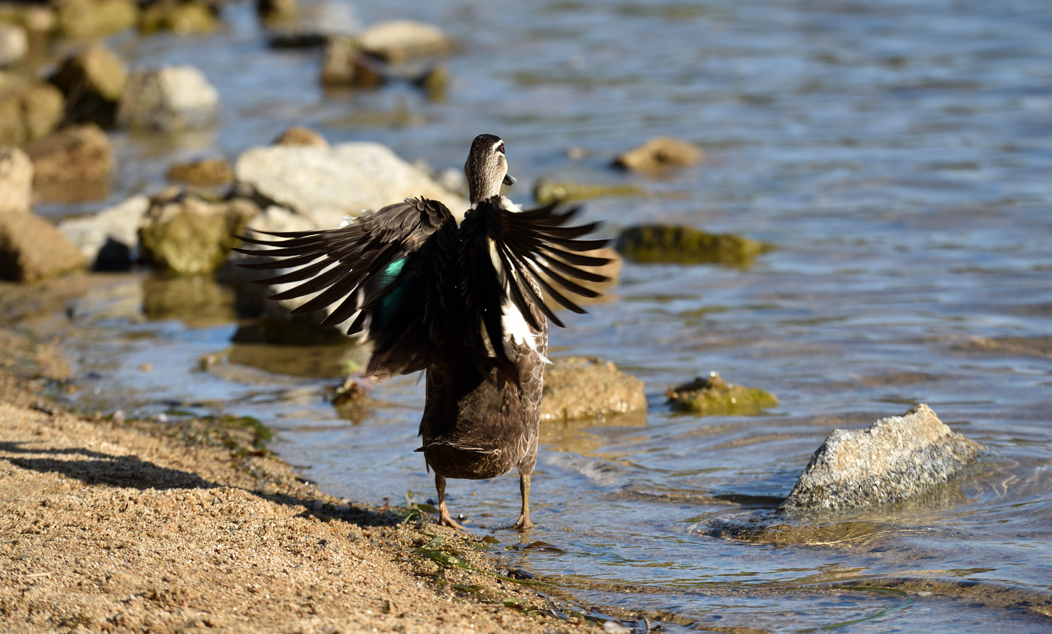 Nikon D750 + Nikon AF-S Nikkor 70-200mm F4G ED VR sample photo. Duck spread wings photography