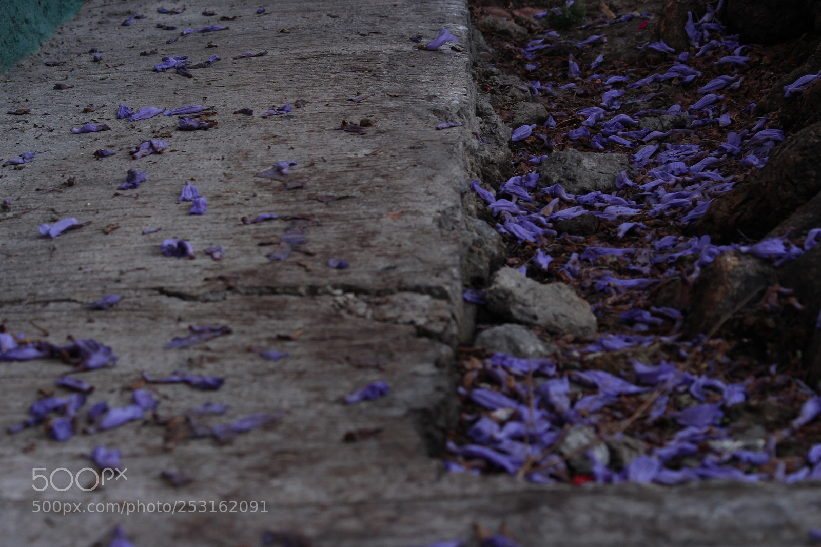Canon EOS 700D (EOS Rebel T5i / EOS Kiss X7i) sample photo. Jacaranda in asphalt photography