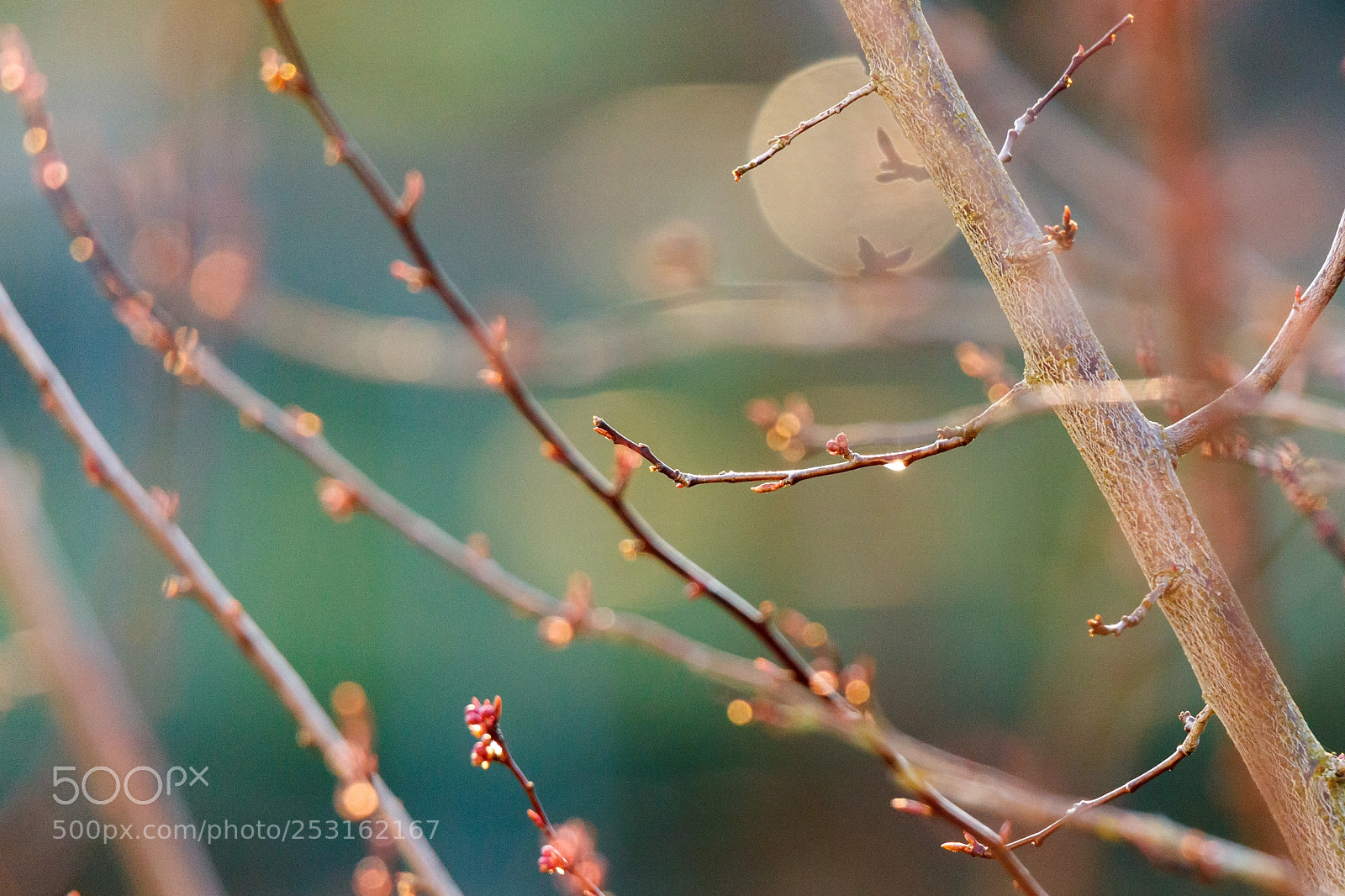 Canon EOS 5D Mark II sample photo. Spring magic photography
